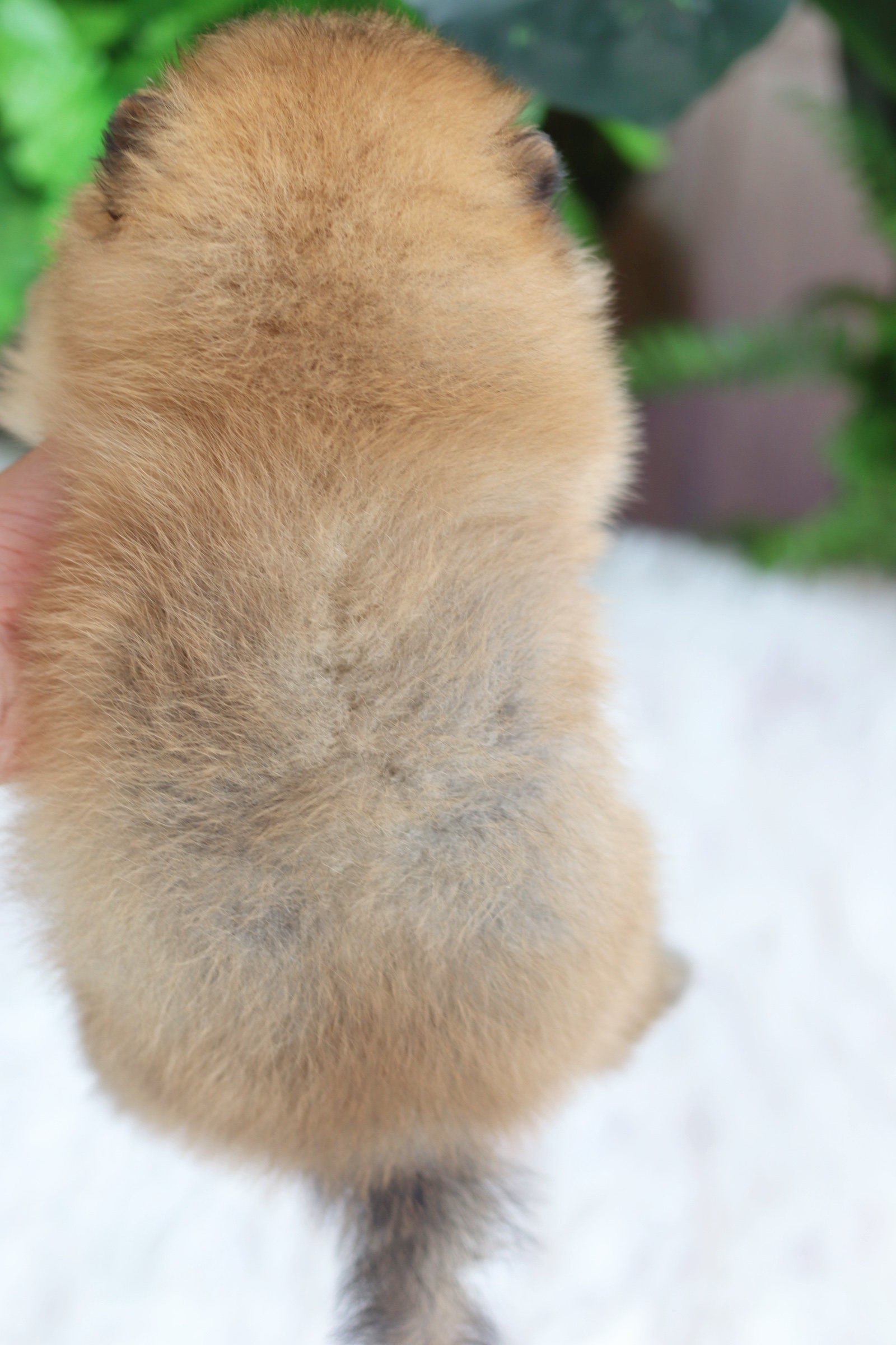 ปอมเมอเรเนียน เพศผู้ สีส้ม