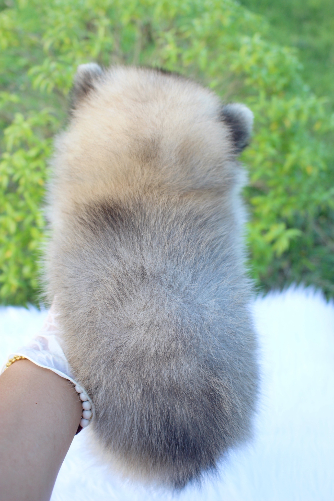 ปอมเมอเรเนียน เพศเมียสีส้ม