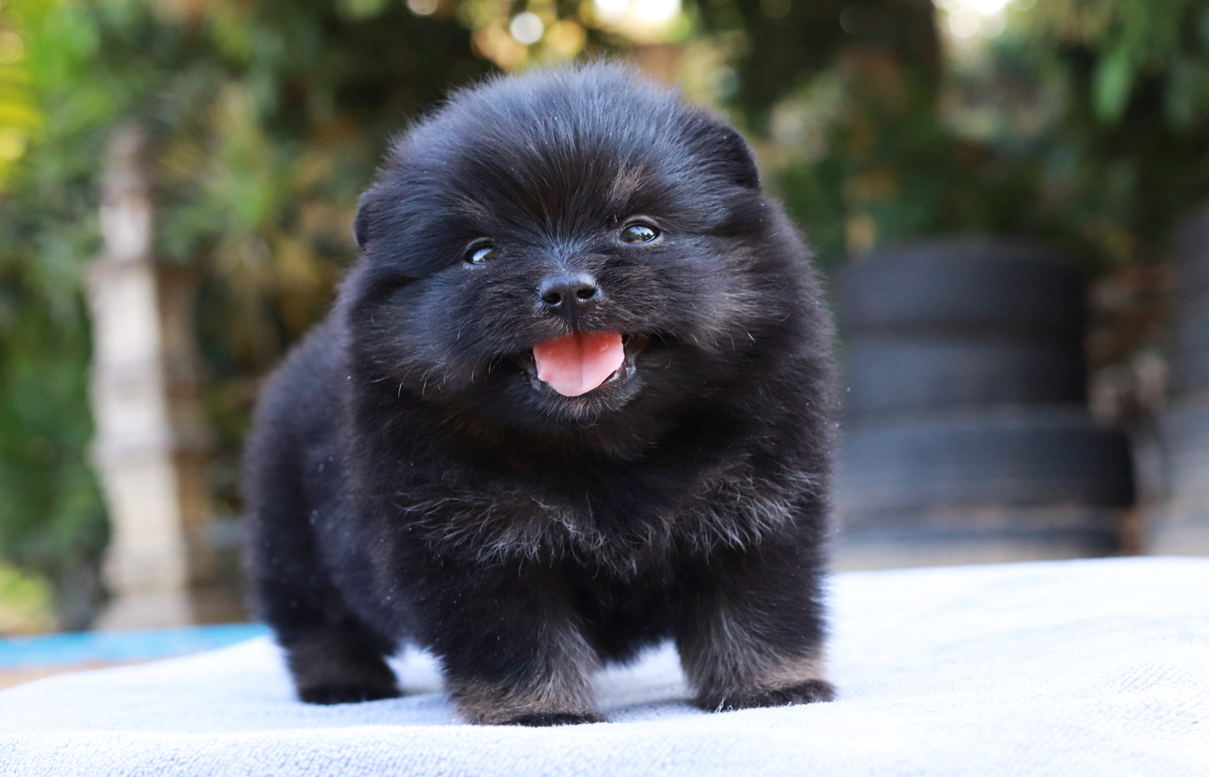 ปอมเมอเรเนียน เพศเมีย