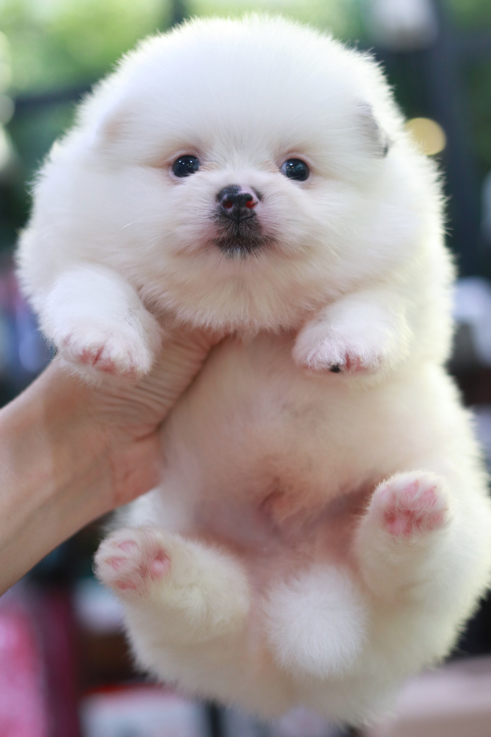 ปอมเมอเรเนียน เพศผู้แฟนซี