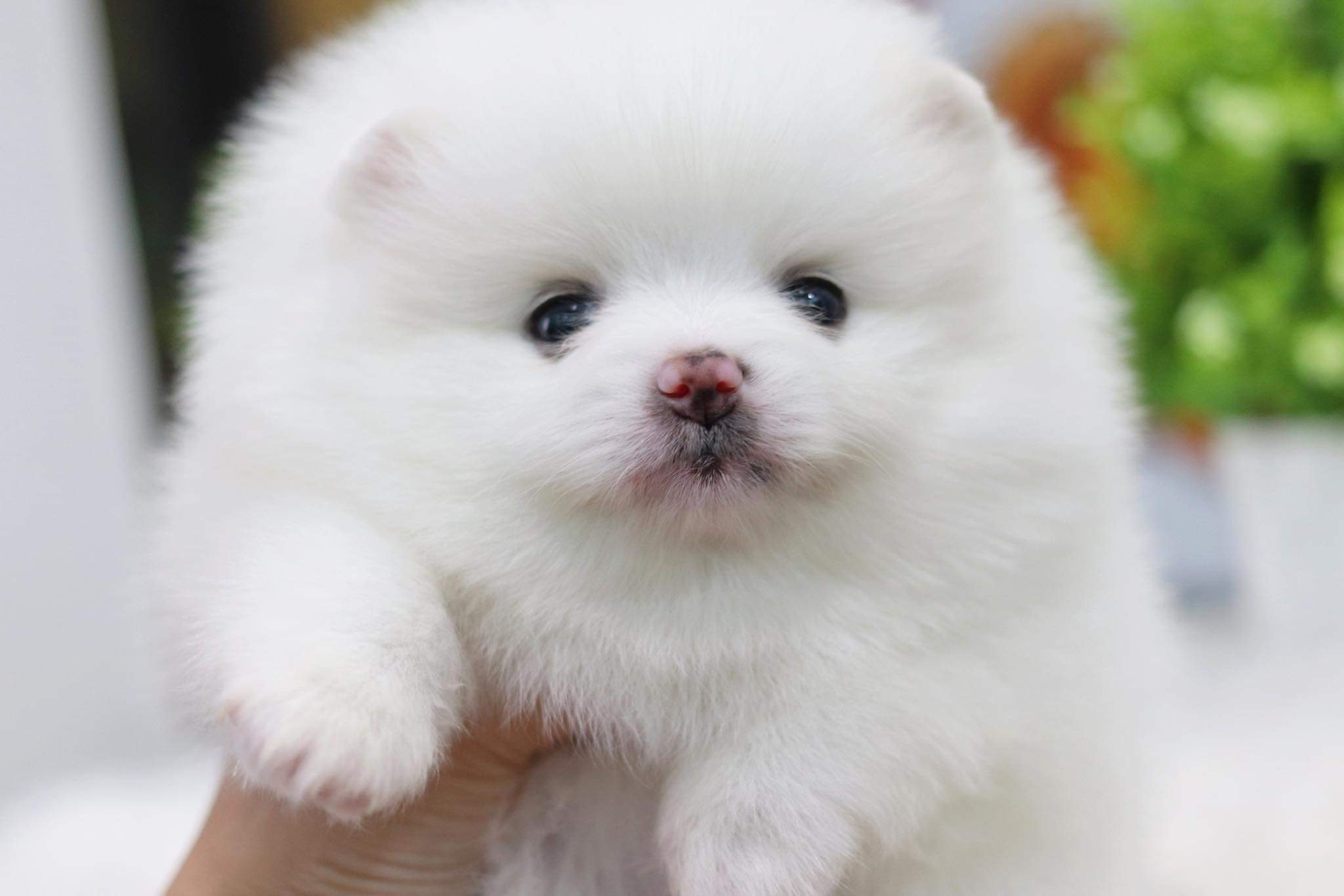 ปอมเมอเรเนียน เพศผู้