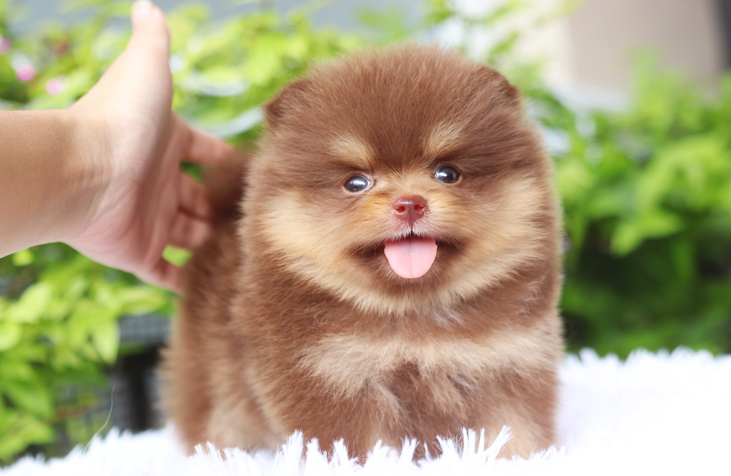 ปอมเมอเรเนียน เพศเมียสีช็อคแทนเกรดโชว์