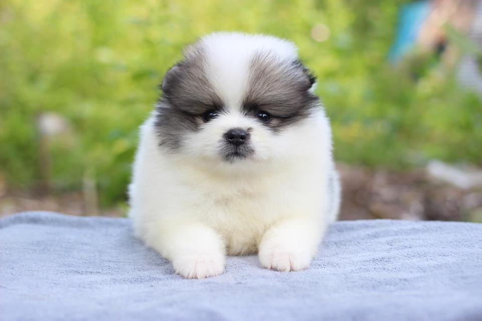 ปอมเมอเรเนียน เพศผู้