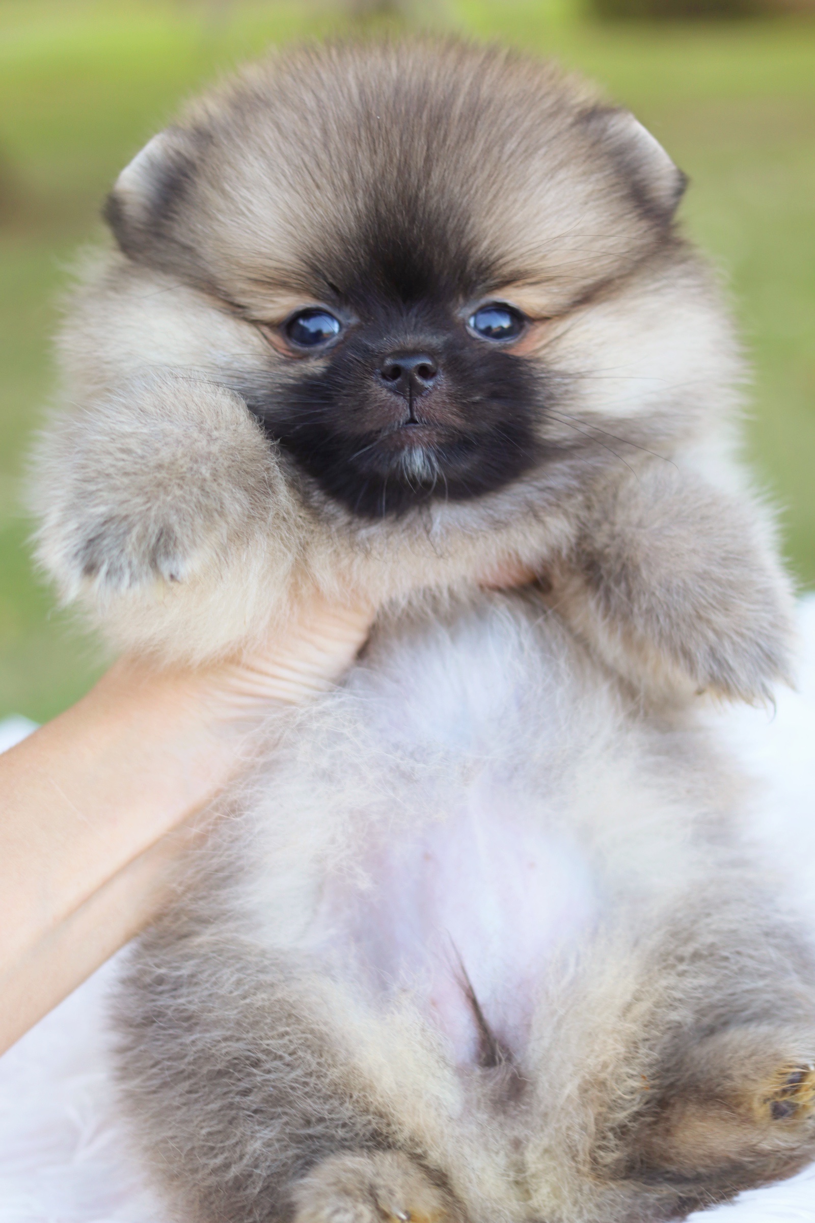 ปอมเมอเรเนียน เพศเมียสีส้ม