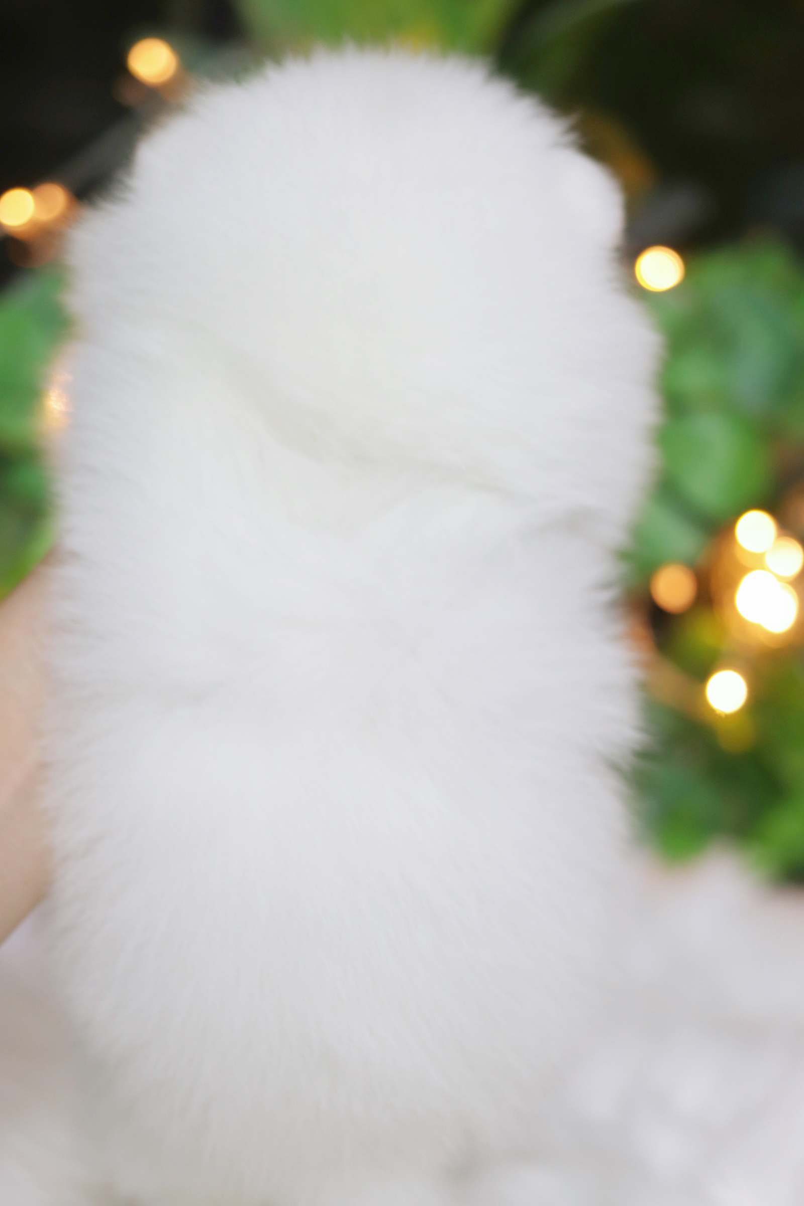 ปอมเมอเรเนียน เพศเมียสีขาวครีมเกรดโชว์