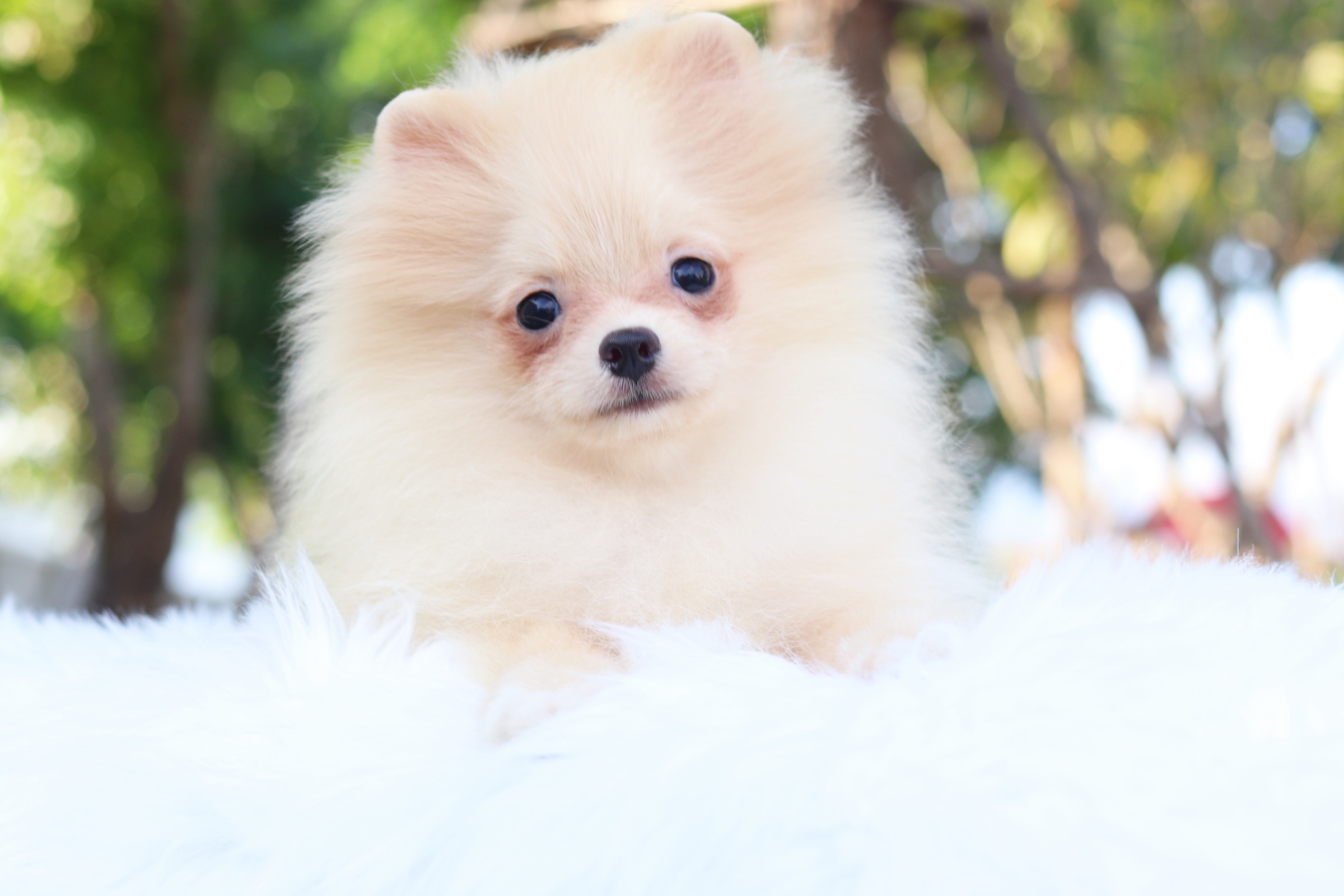 ปอมเมอเรเนียน เพศผู้ สีขาวครีม สามเดือน