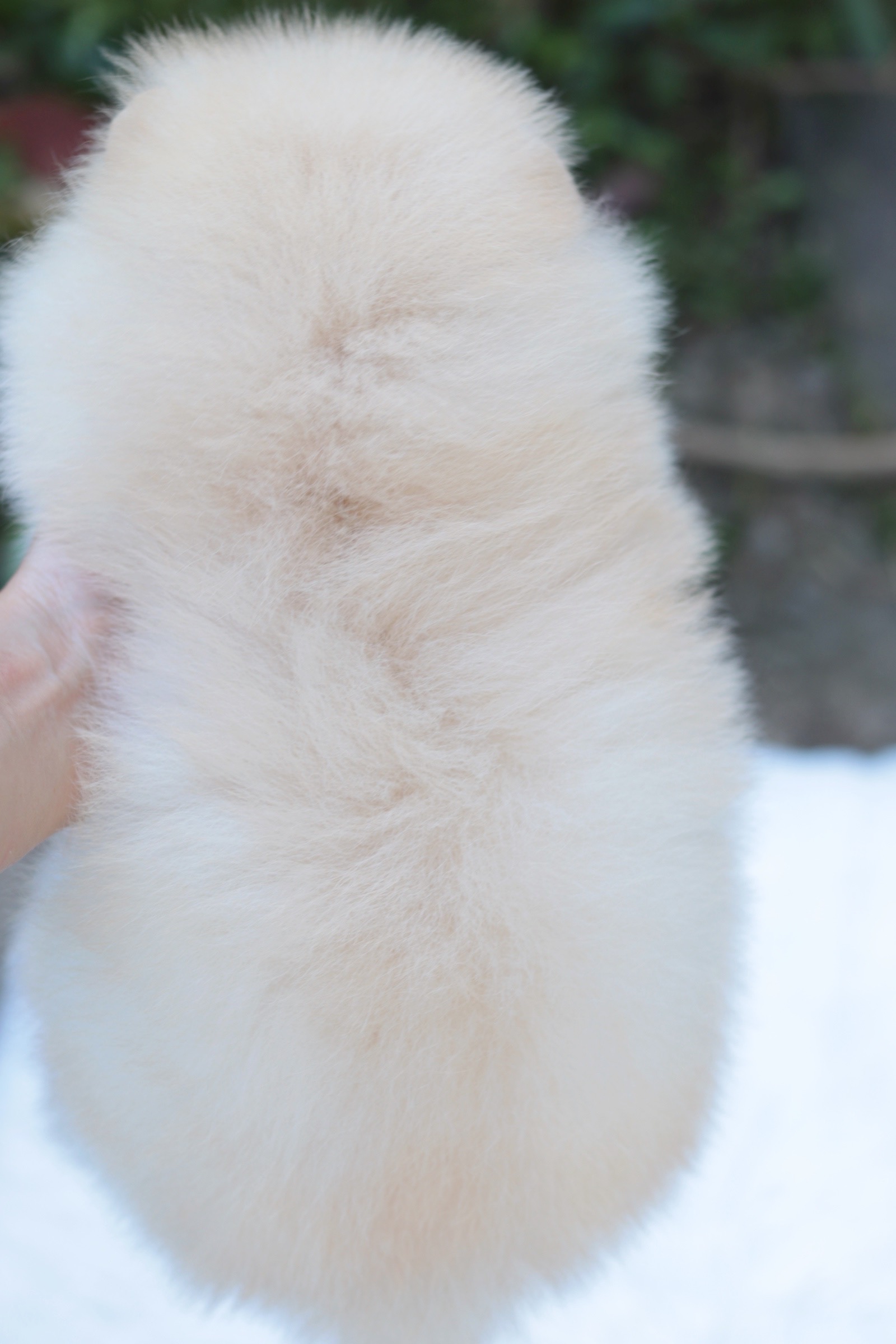 ปอมเมอเรเนียน เพศผู้สีครีม