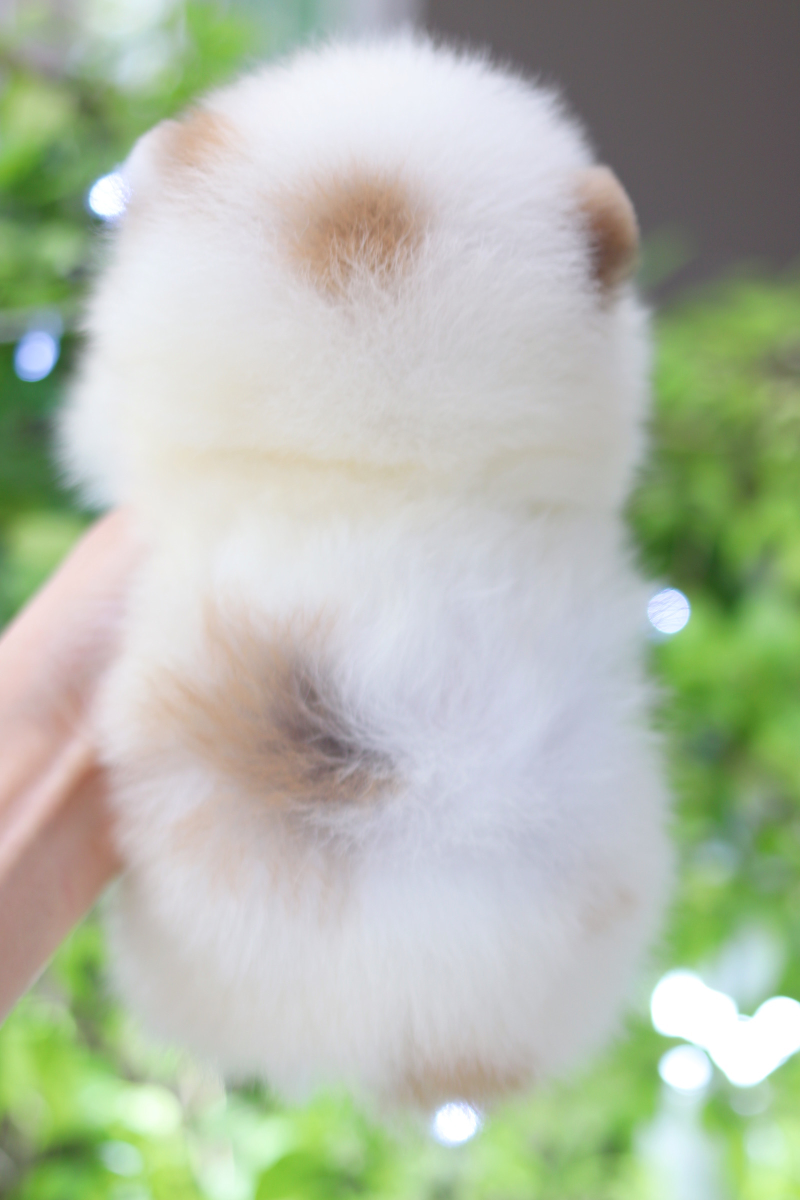 ปอมเมอเรเนียน เพศผู้แฟนซี