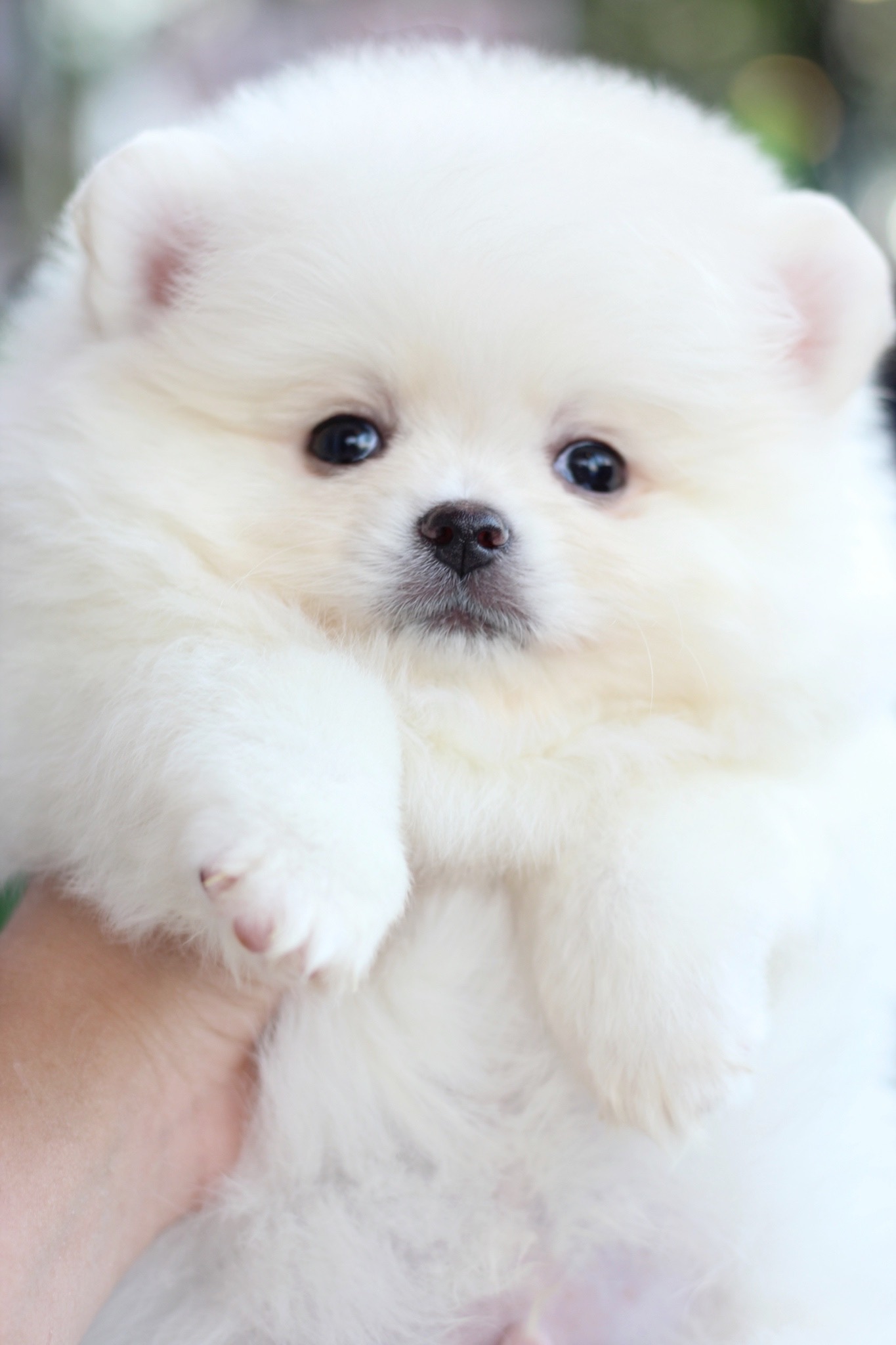 ปอมเมอเรเนียน เพศผู้สีขาวครีม