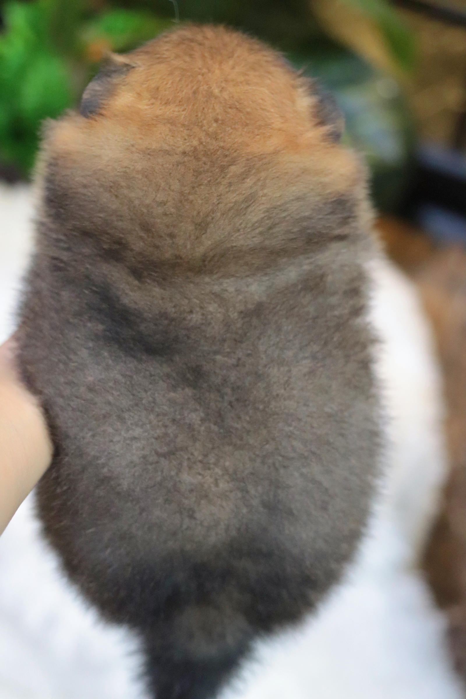 ปอมเมอเรเนียน เพศผู้ สีส้ม