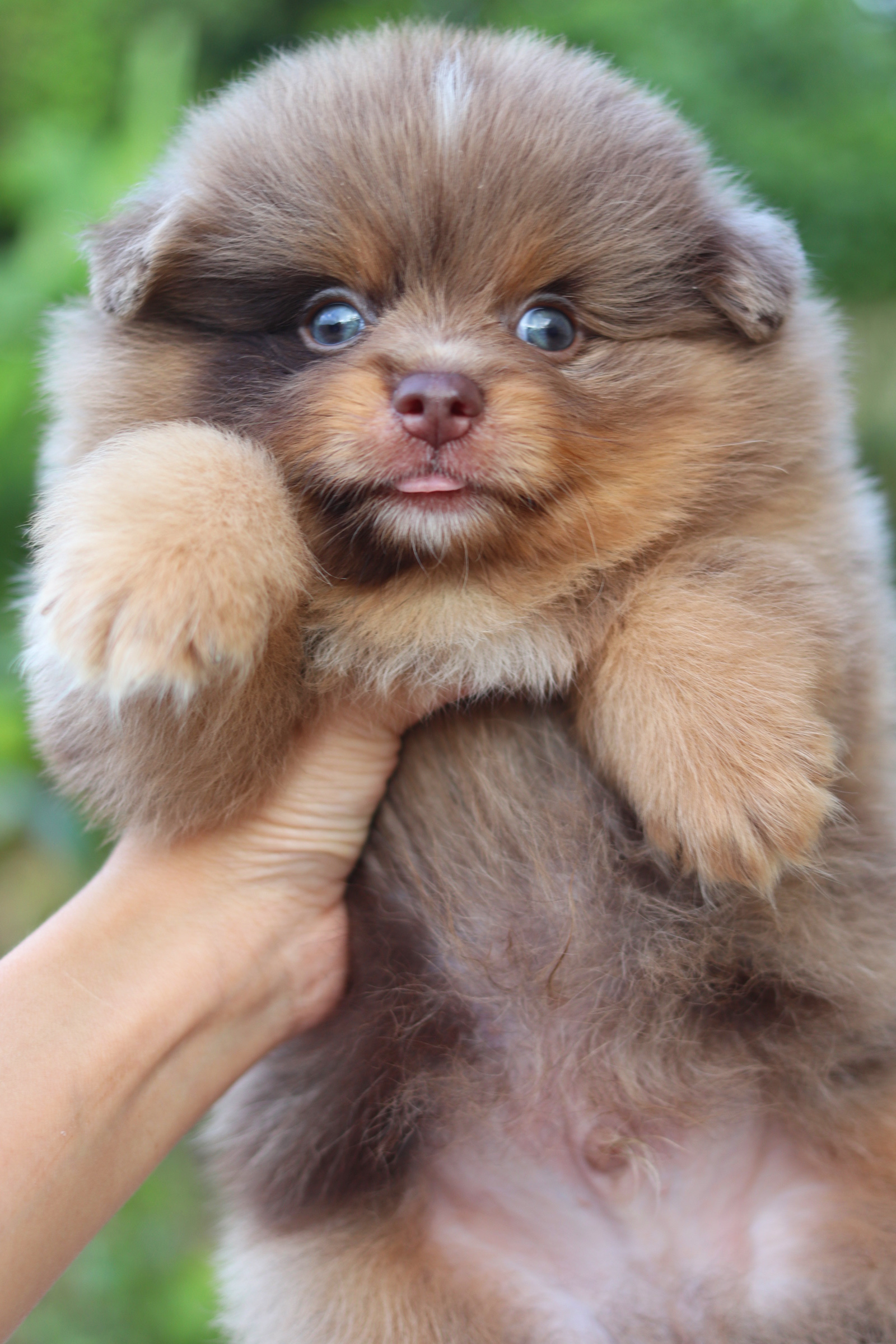 ปอมเมอเรเนียน เพศผู้ สีช็อคโกแลต&เมอร์เร่