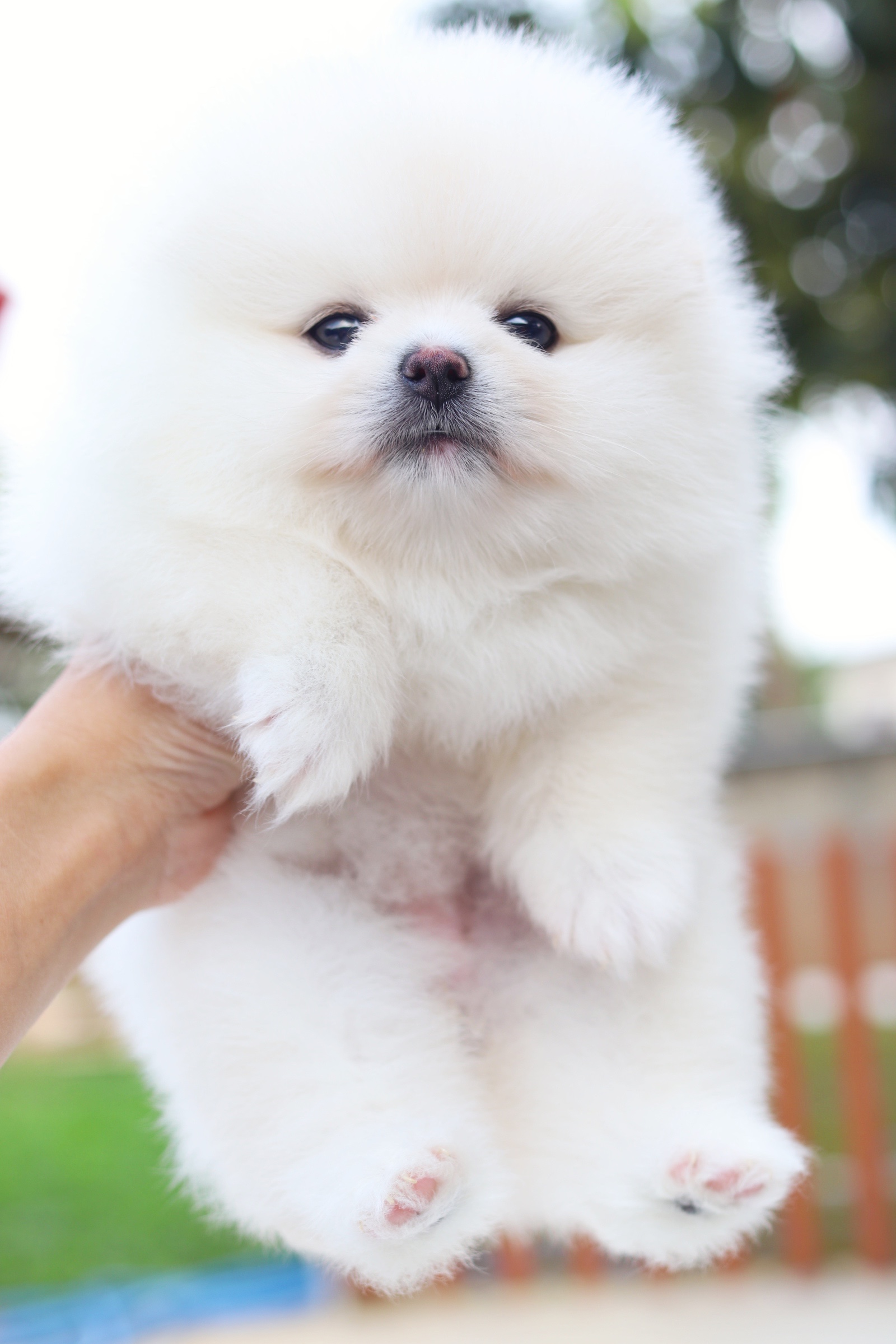 ปอมเมอเรเนียน เพศเมีย สีขาวครีม