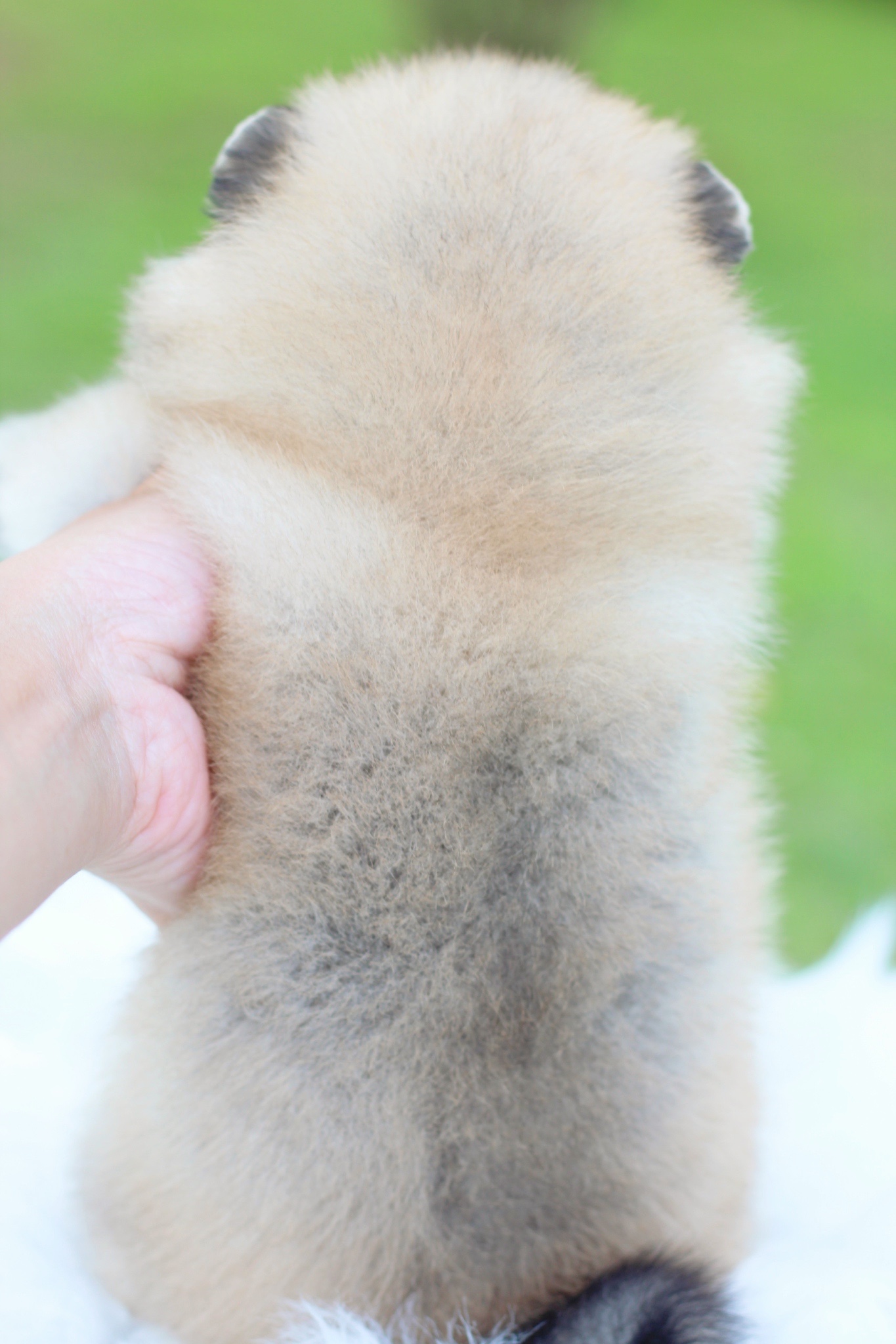 ปอมเมอเรเนียน เพศเมียสีส้ม