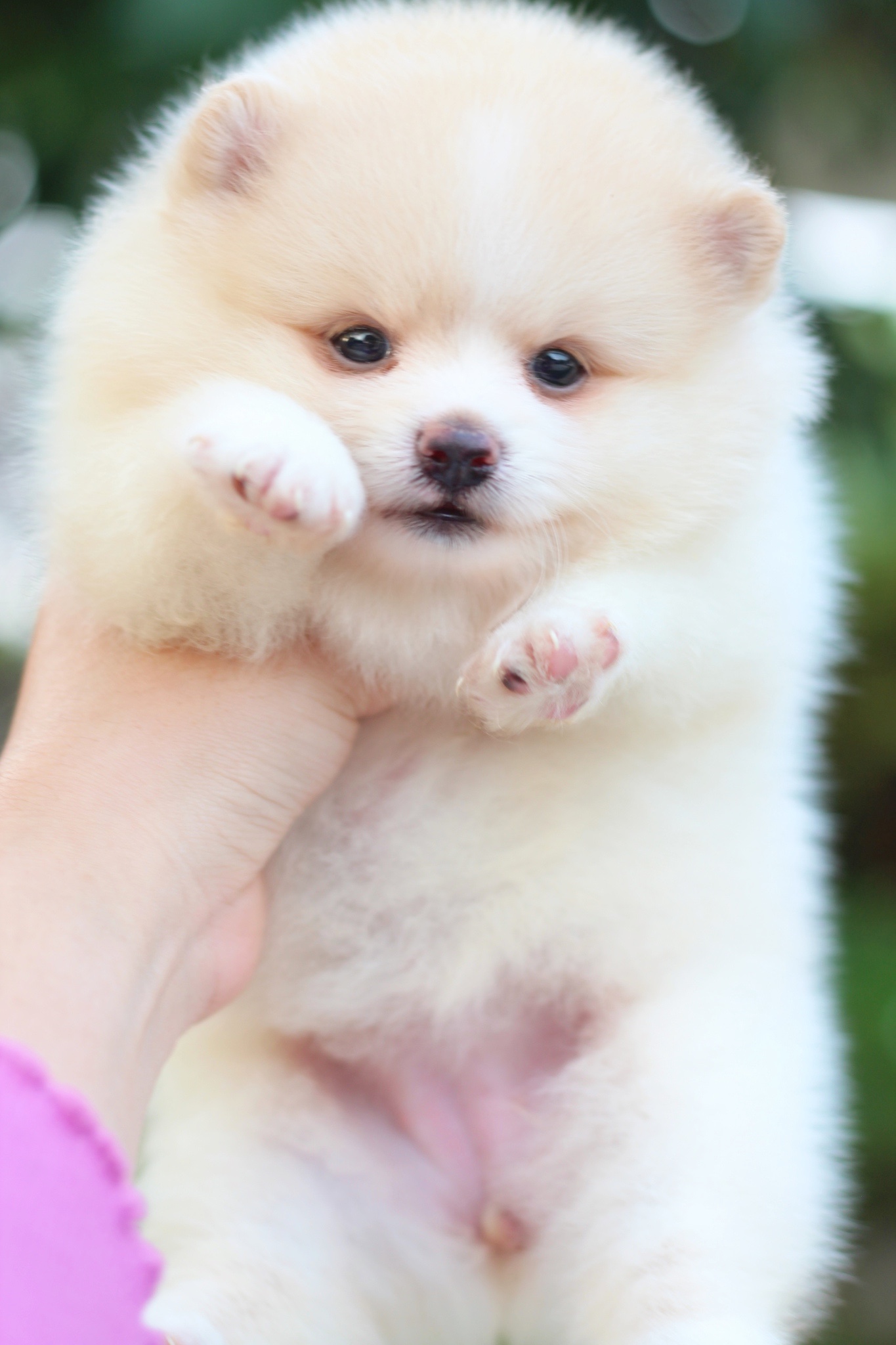 ปอมเมอเรเนียน เพศเมียสีครีม