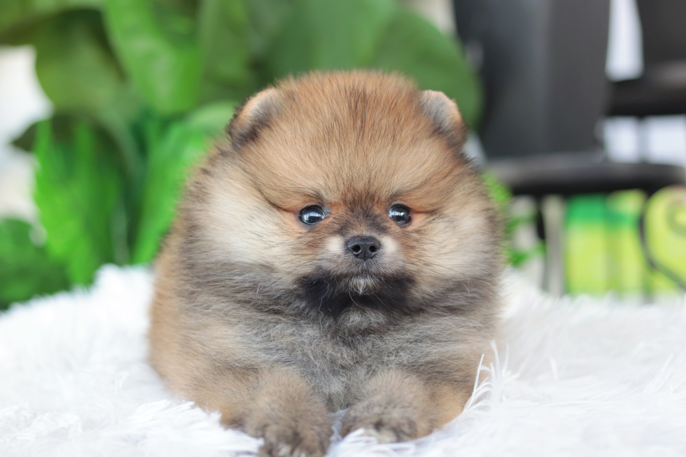 ปอมเมอเรเนียน เพศผู้สีส้ม