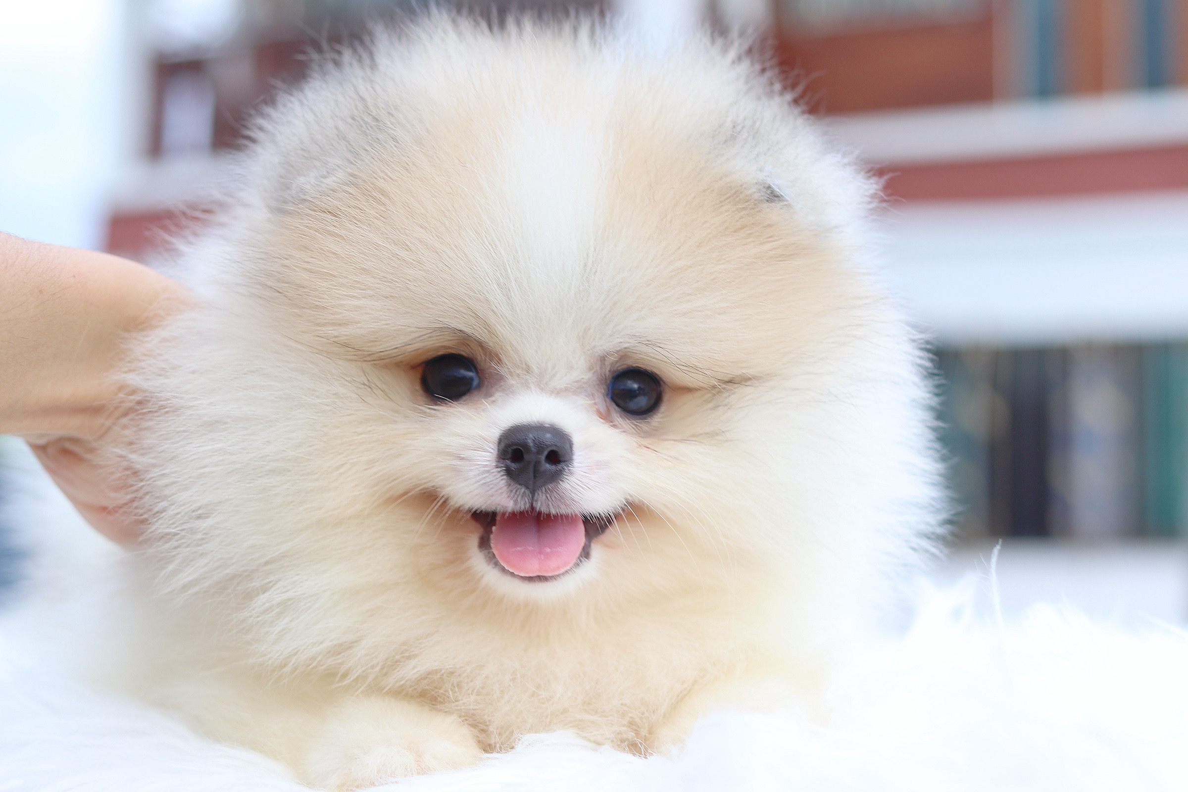 ปอมเมอเรเนียน เพศผู้สีแฟนซี