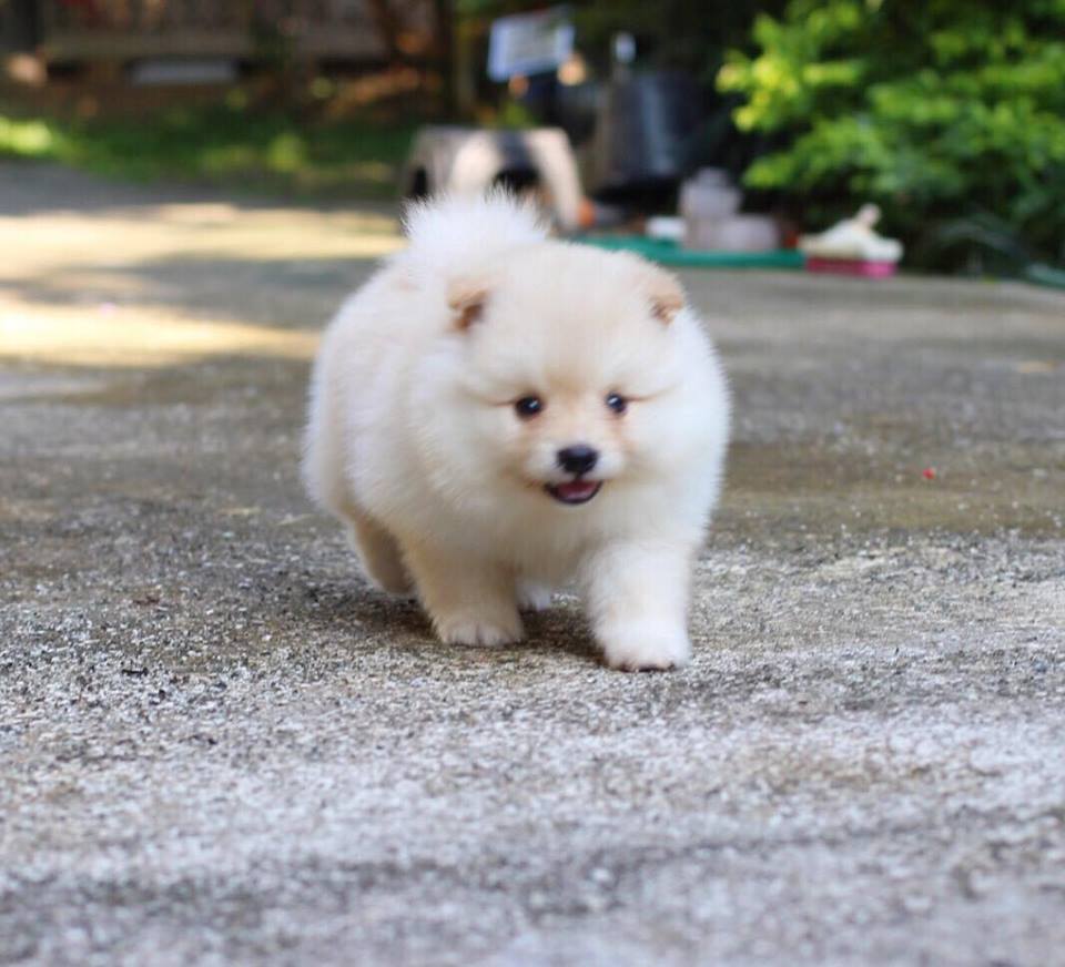 ปอมเมอเรเนียน เพศผู้หน้าฟ็อก ไซส์ปกติ