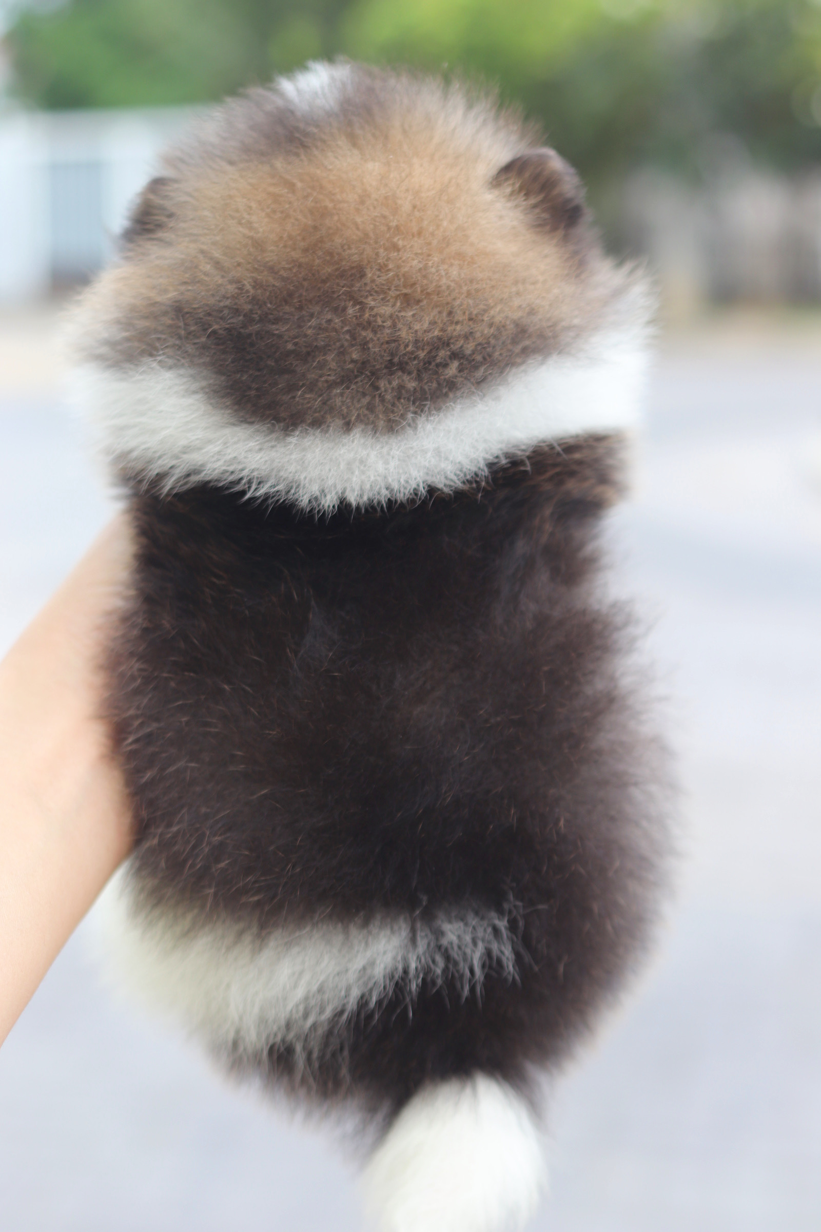 ปอมเมอเรเนียน เพศเมียสีแฟนซีเกรดโชว์