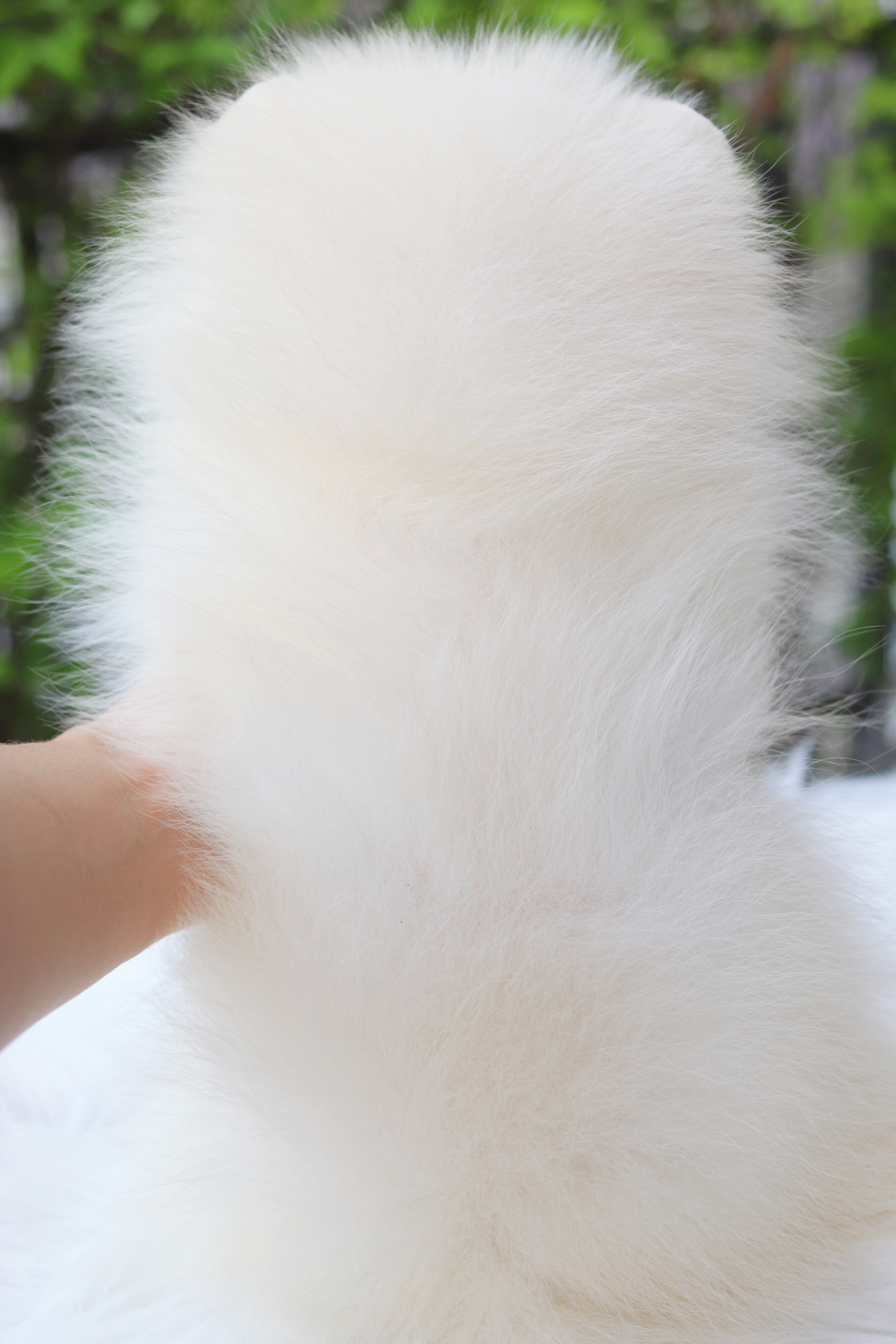 ปอมเมอเรเนียน เพศเมียสีขาวครีม