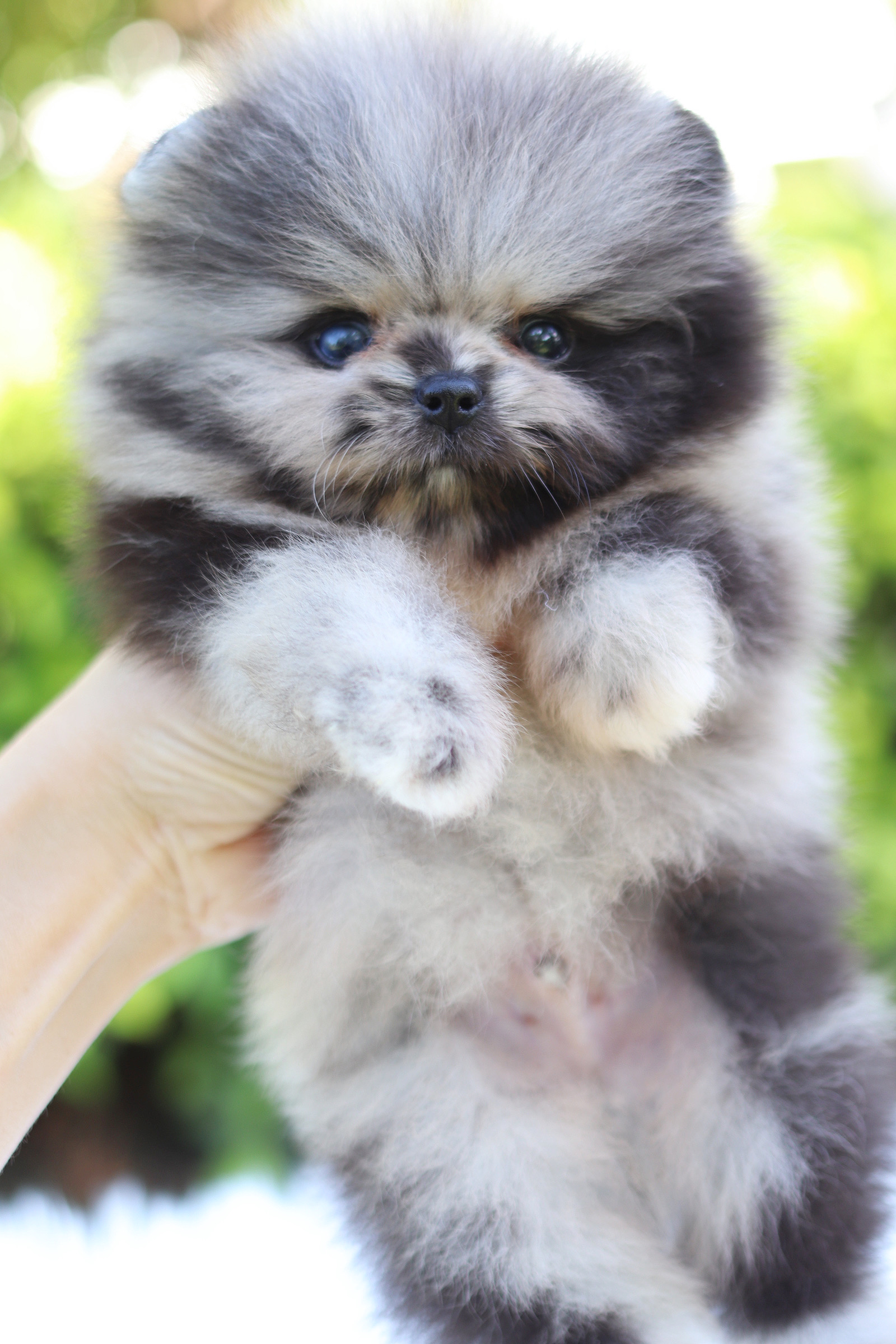 ปอมเมอเรเนียน เพศผู้ เมอร์เร่