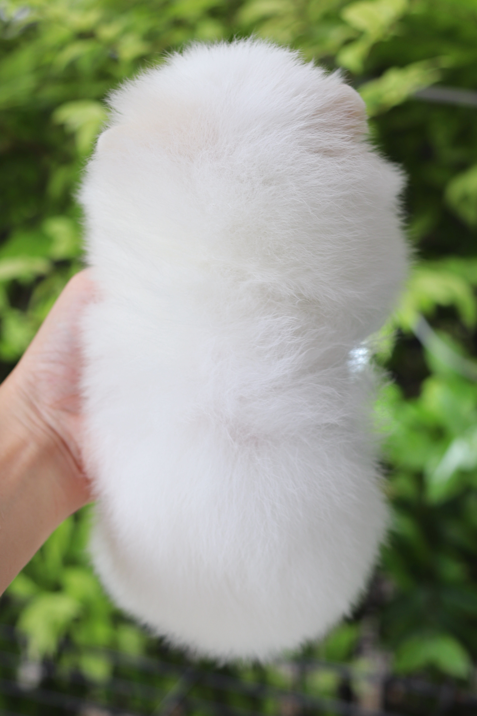 ปอมเมอเรเนียน เพศเมียสีขาว เกรดโชว์