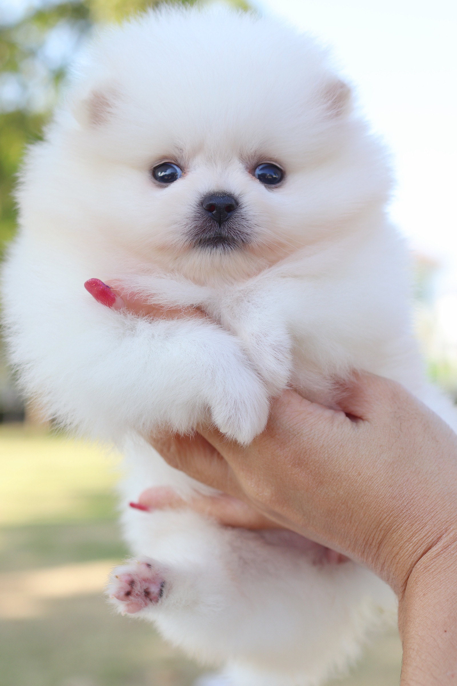 ปอมเมอเรเนียน เพศเมียสีขาว เกรดโชว์