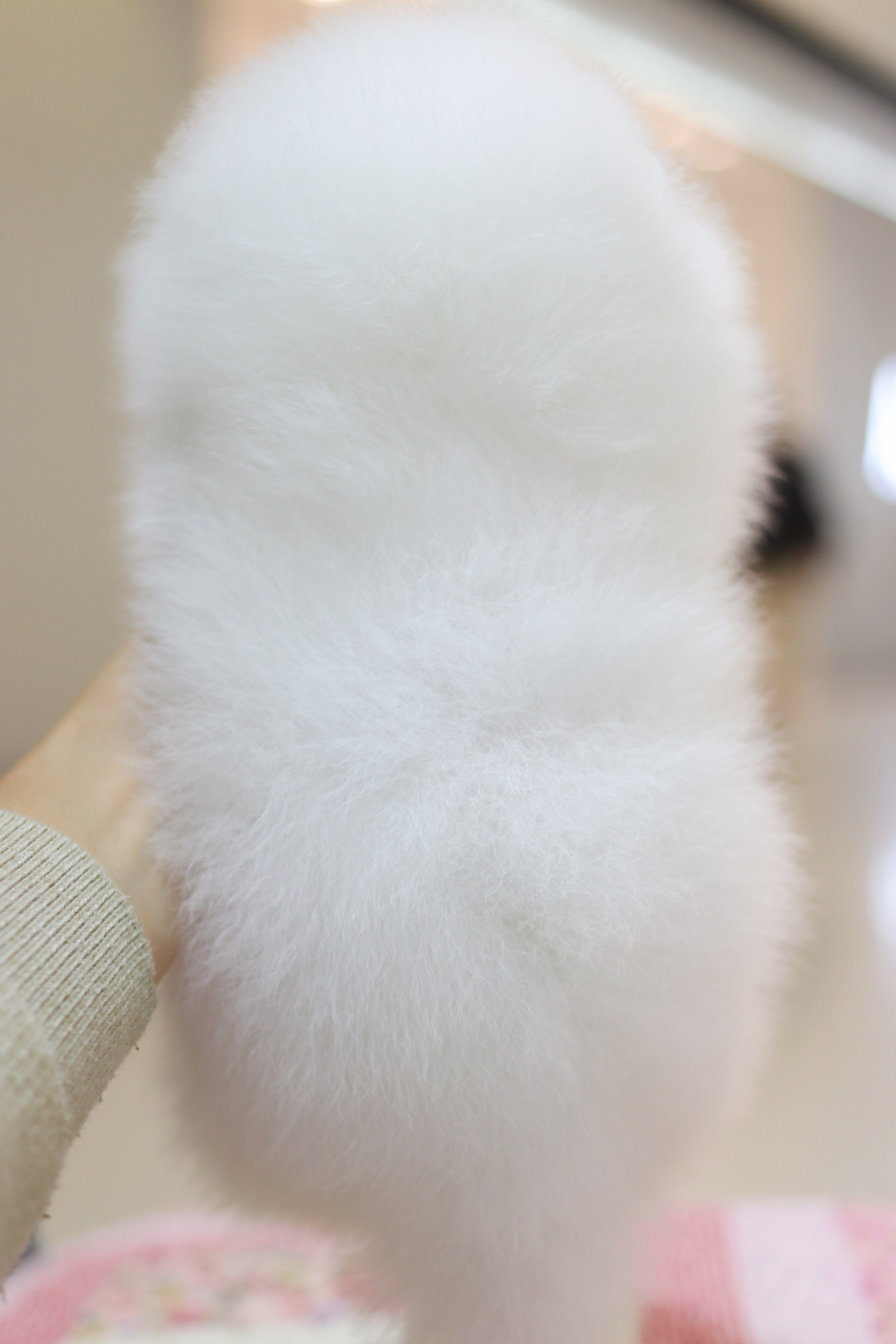 ปอมเมอเรเนียน เพศเมียสีขาว เกรดโชว์