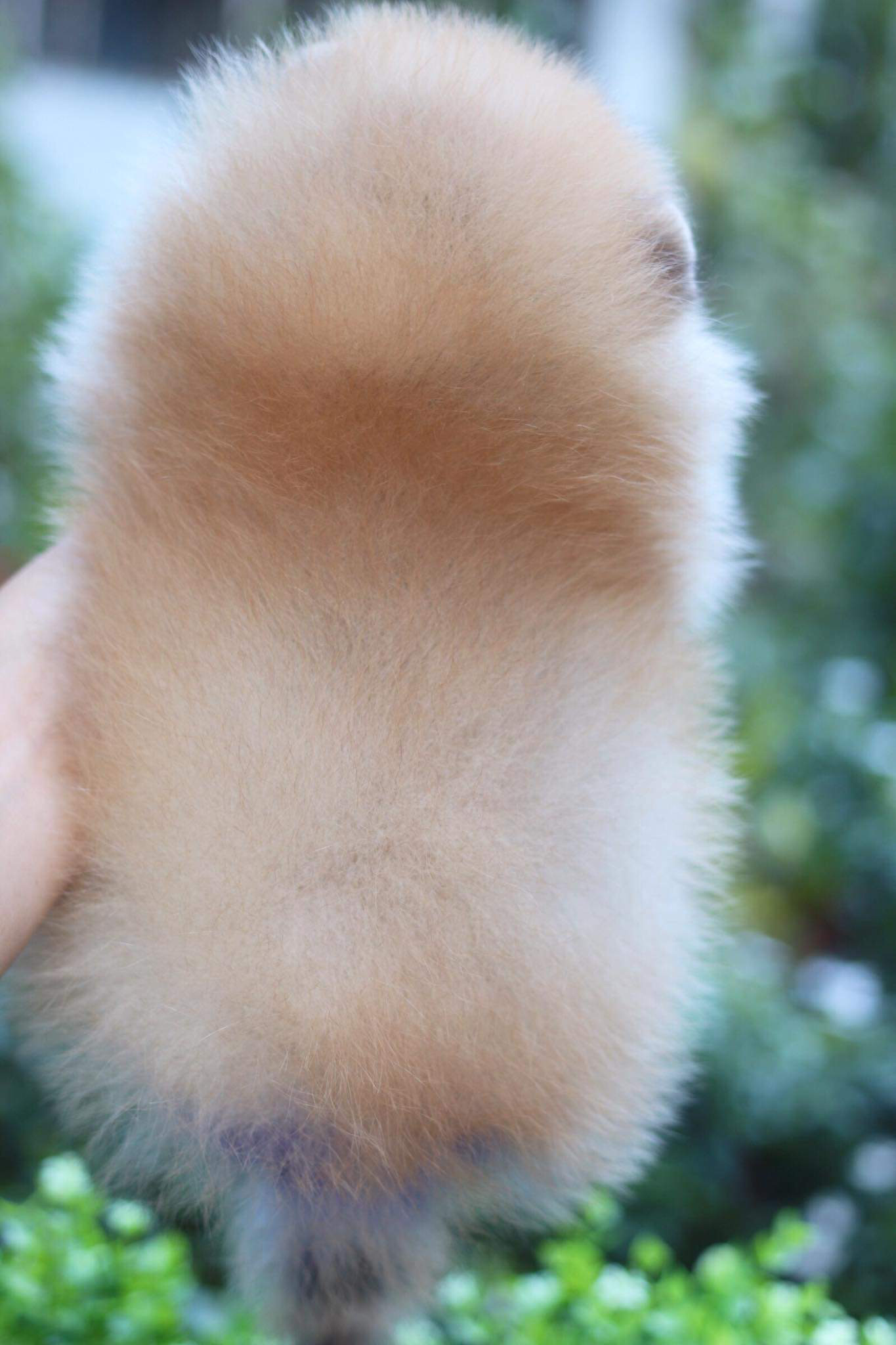 ปอมเมอเรเนียน เพศเมีย