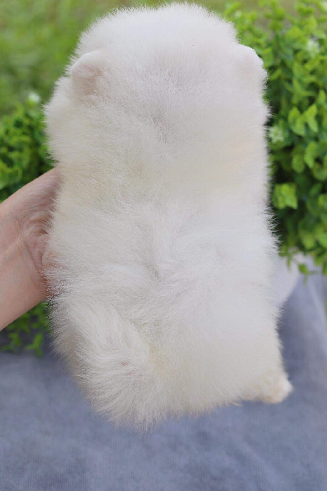 ปอมเมอเรเนียน เพศเมีย