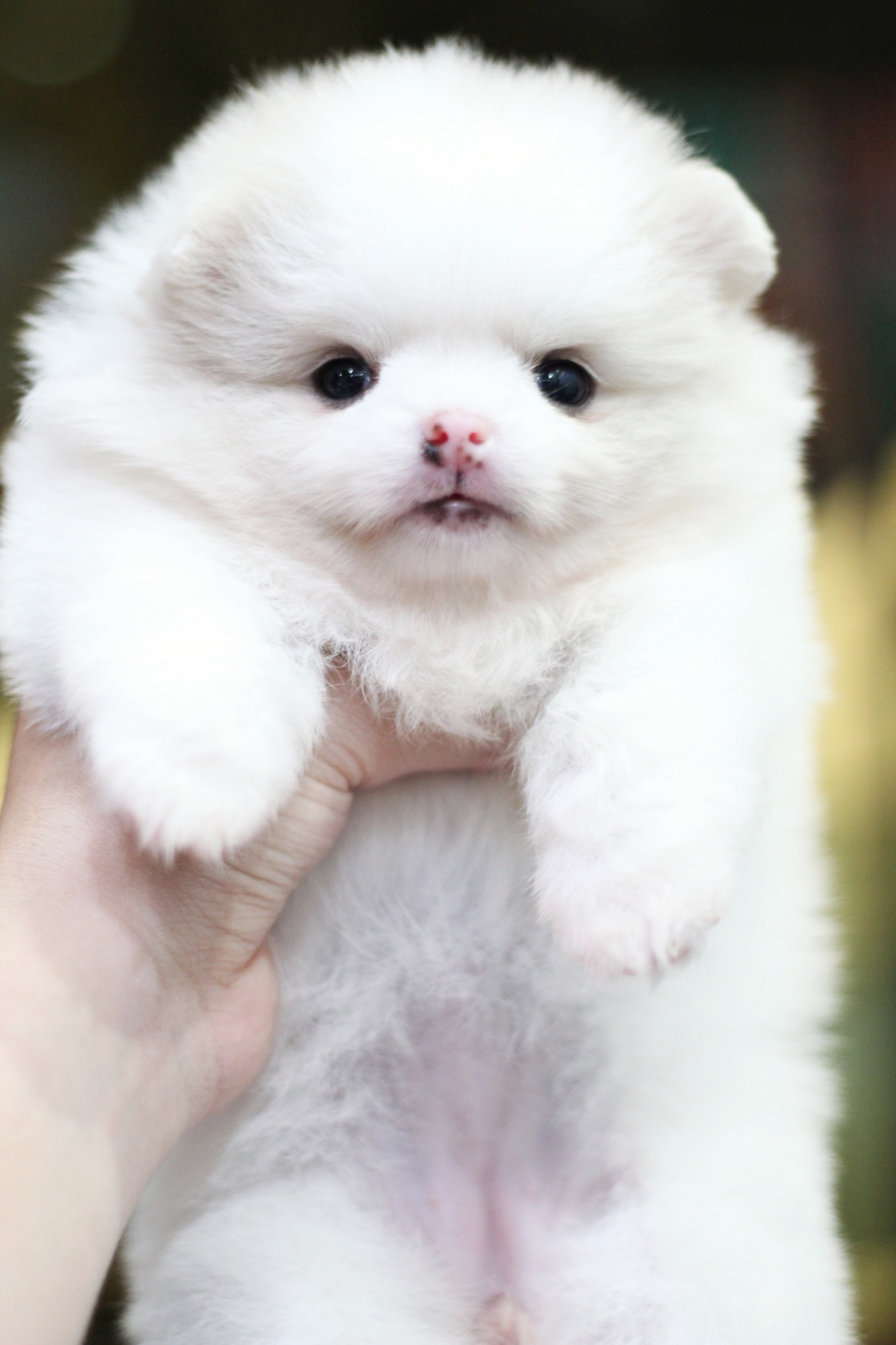 ปอมเมอเรเนียน เพศเมีย สีขาวครีม