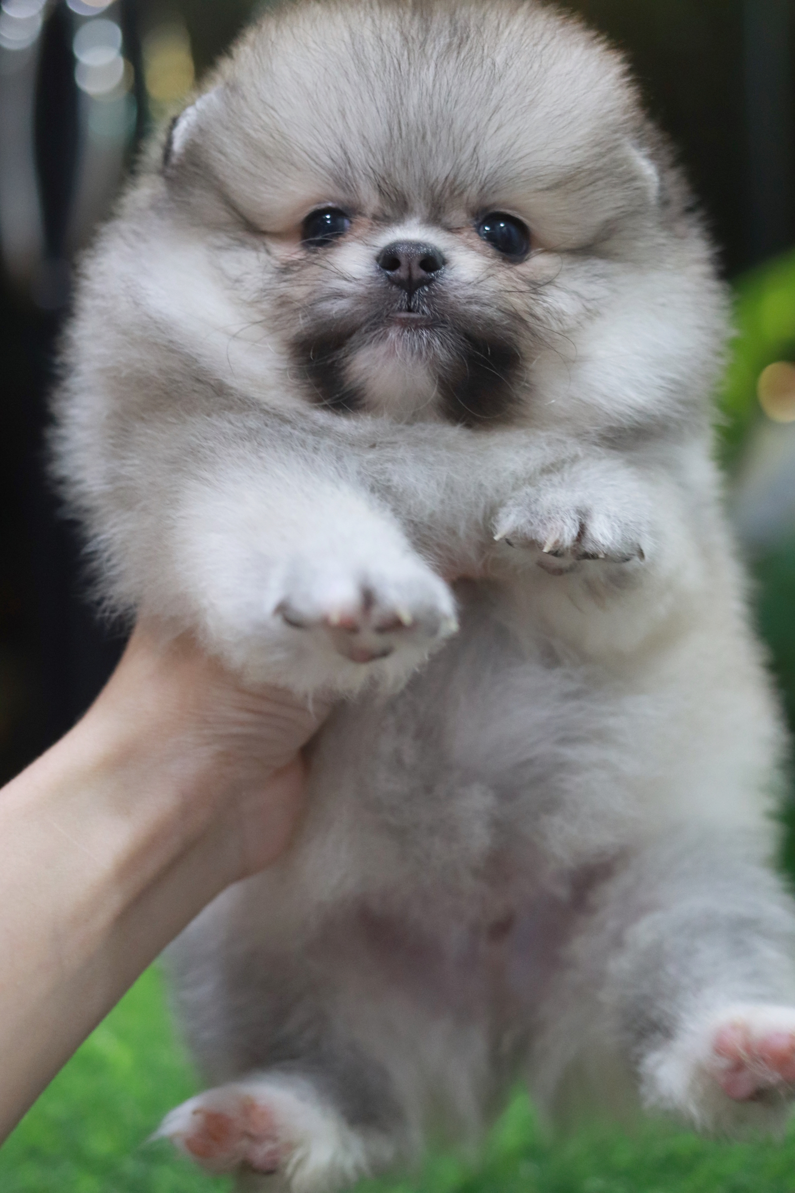 ปอมเมอเรเนียน เพศผู้สีส้ม