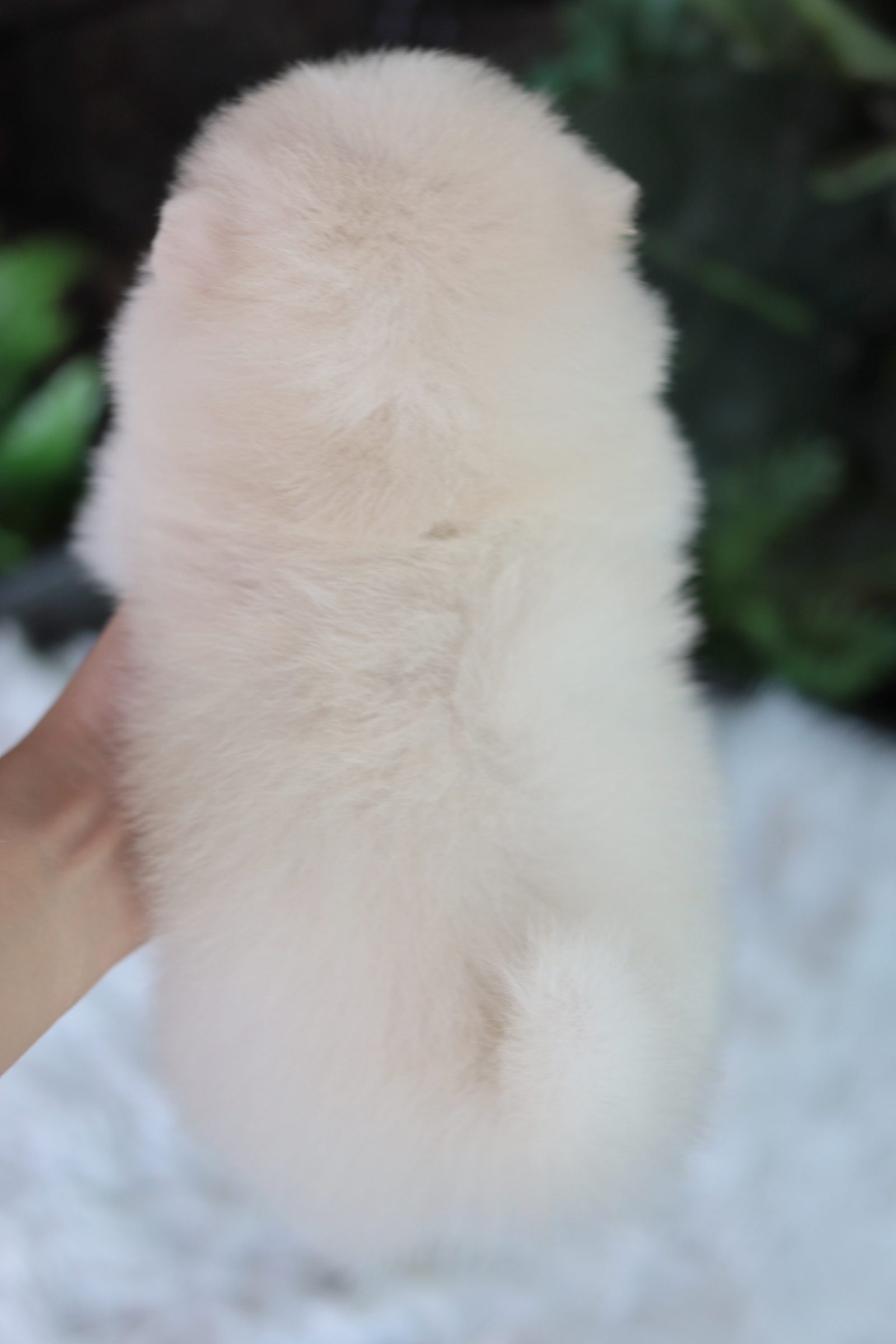 ปอมเมอเรเนียน เพศเมีย สีขาวครีม