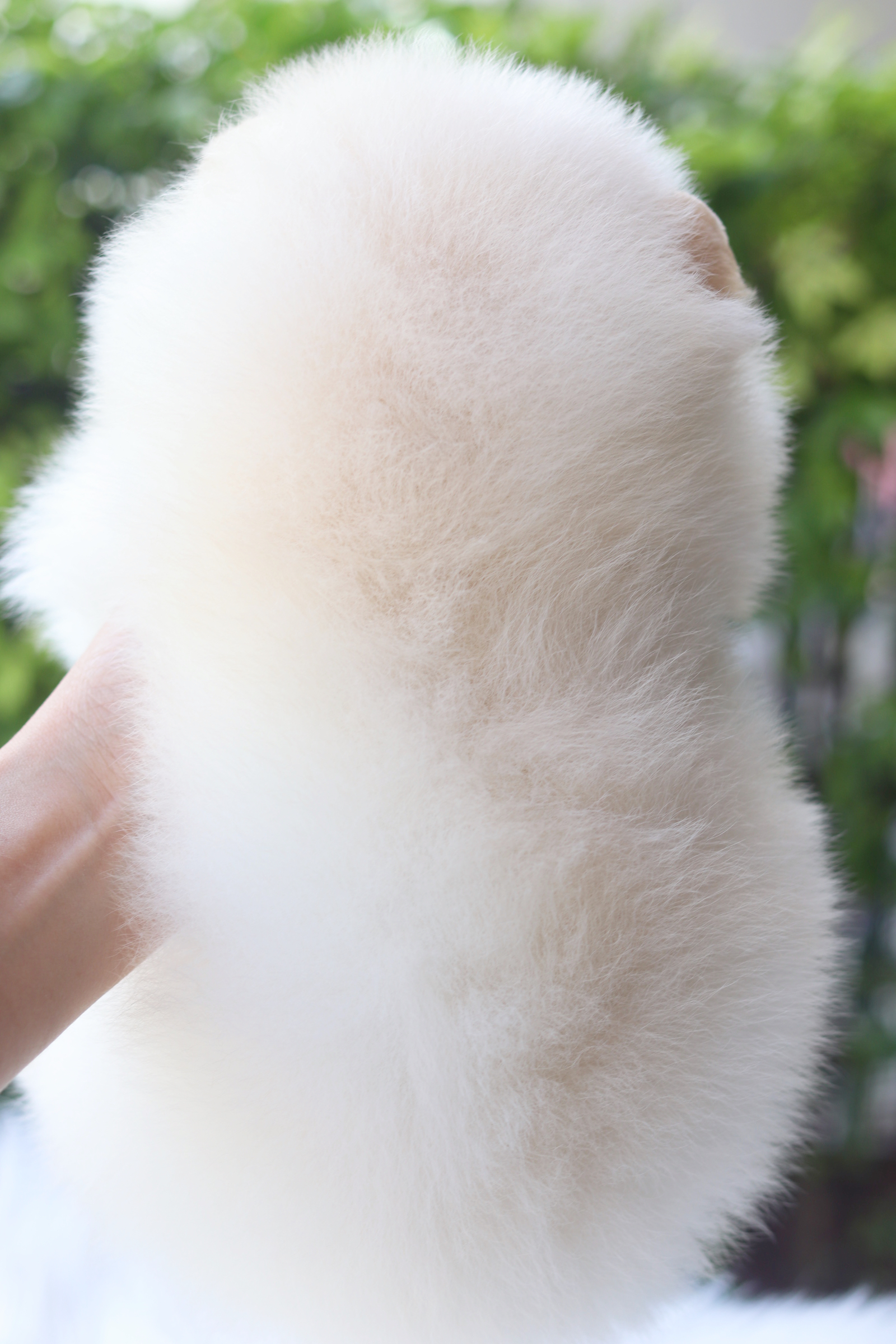 ปอมเมอเรเนียน เพศเมียสีครีม