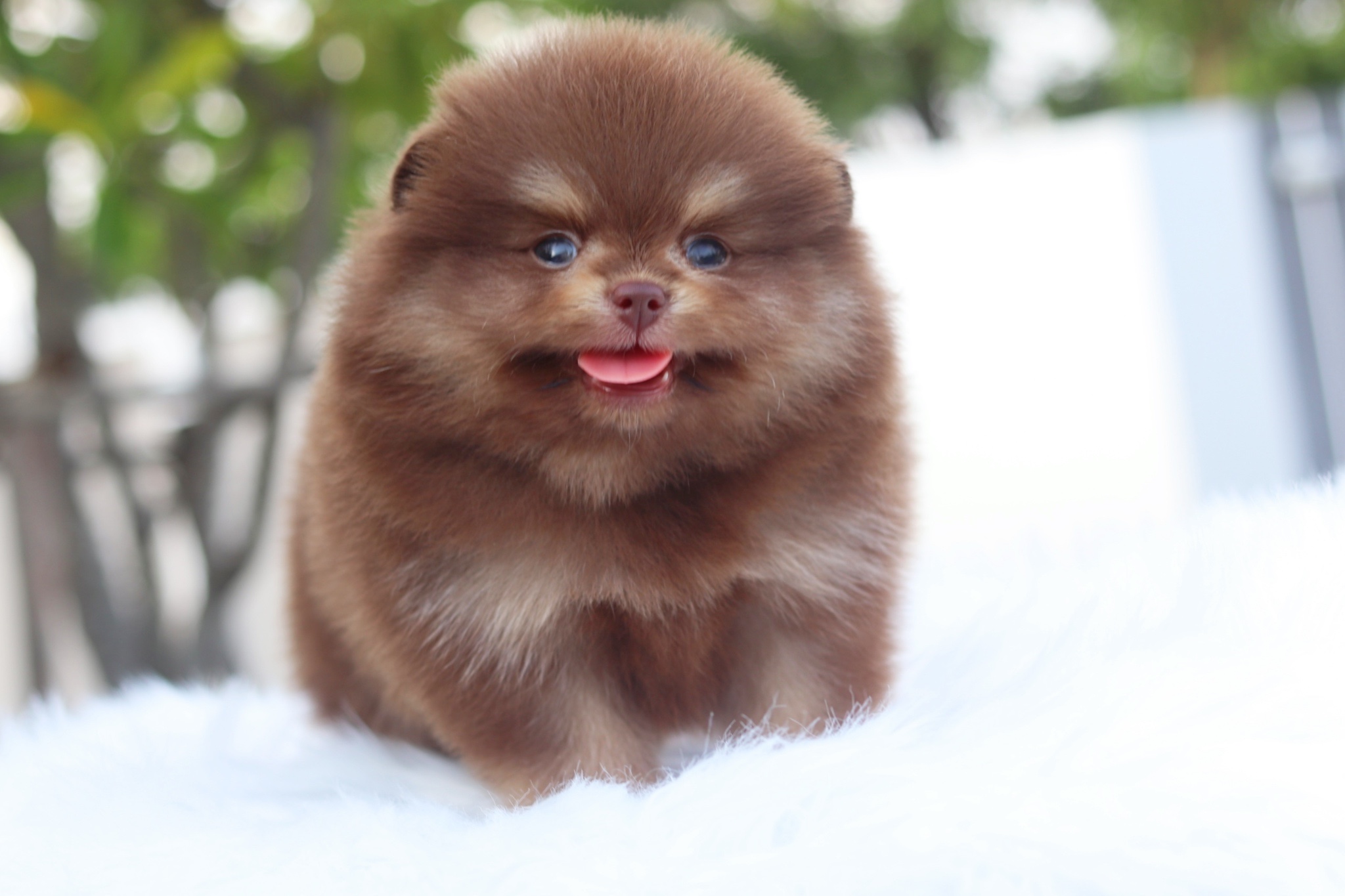 ปอมเมอเรเนียน เพศผู้สีช็อคแทน