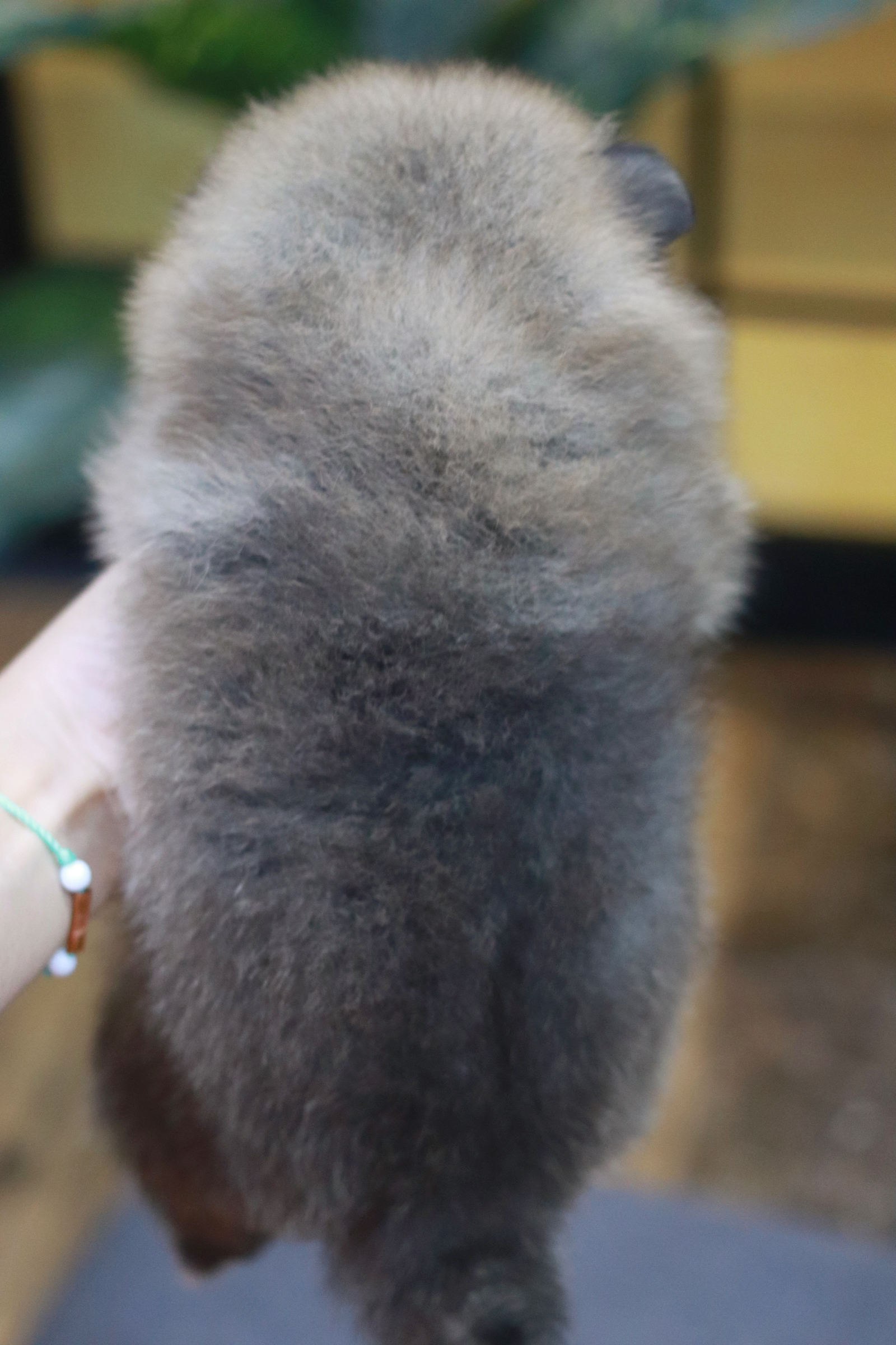 ปอมเมอเรเนียน เพศผู้