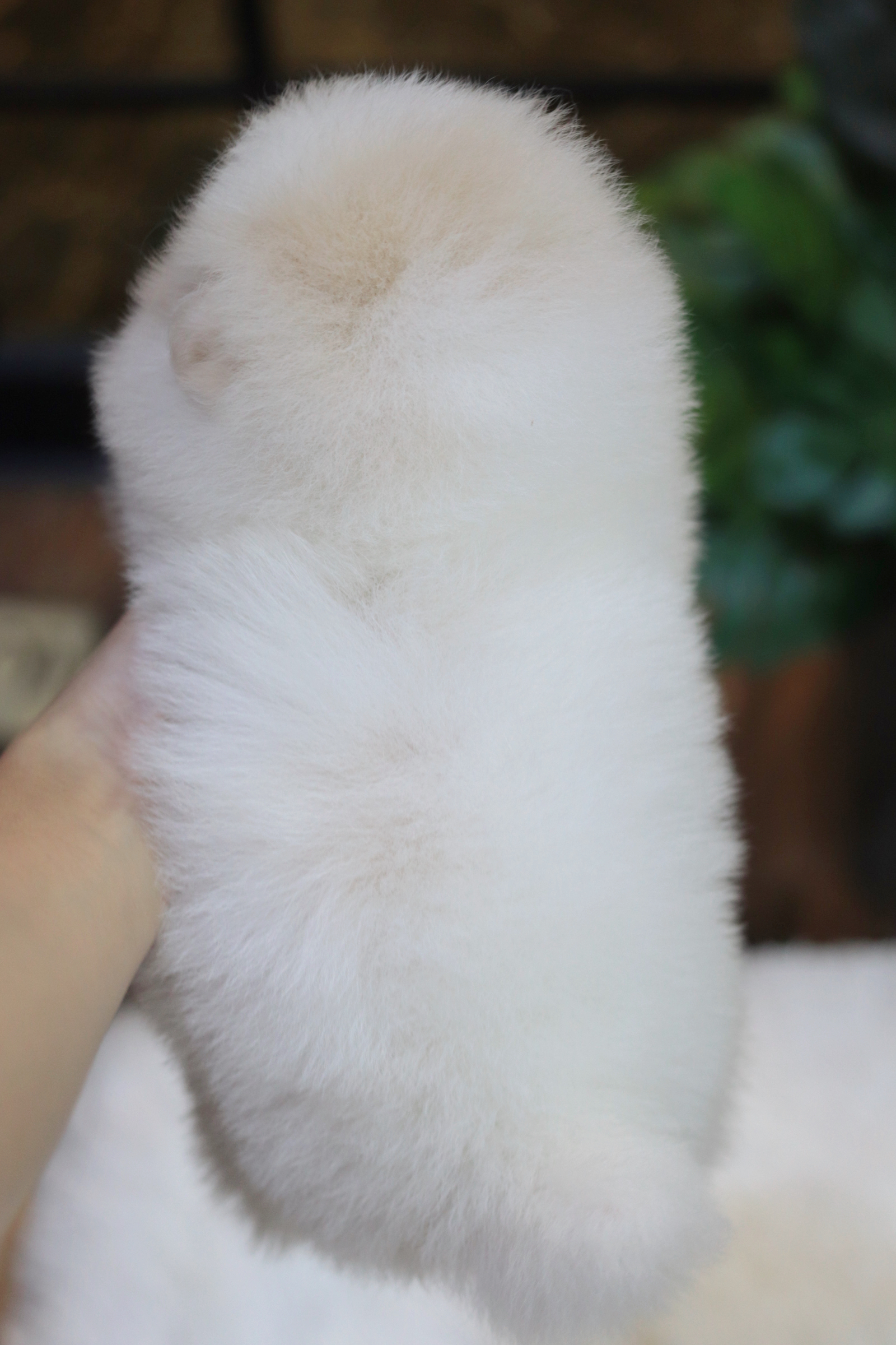 ปอมเมอเรเนียน เพศเมีย สีขาวครีม