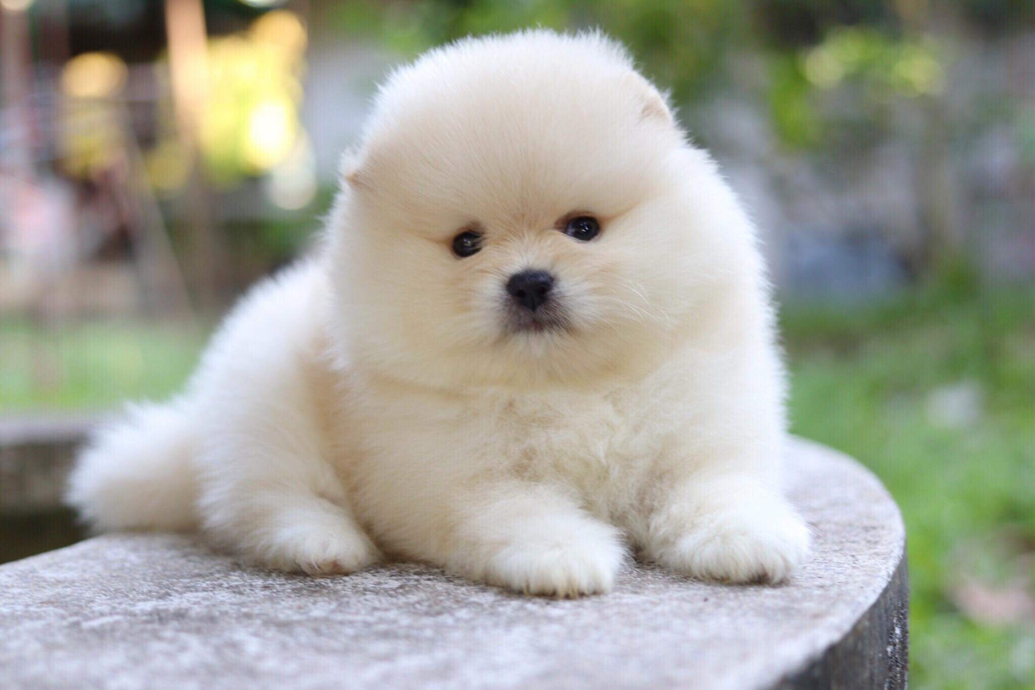 ปอมเมอเรเนียน เพศผู้