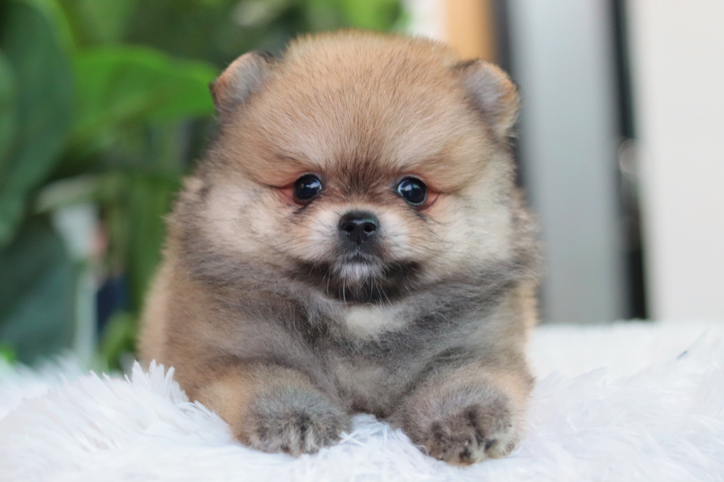 ปอมเมอเรเนียน เพศผู้ส้ม