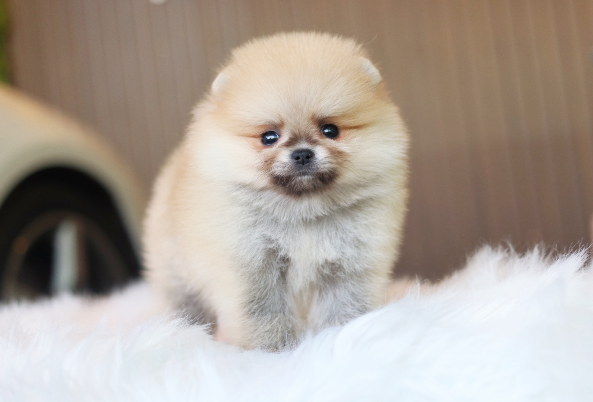 ปอมเมอเรเนียน เพศเมียสีส้มเกรดโชว์