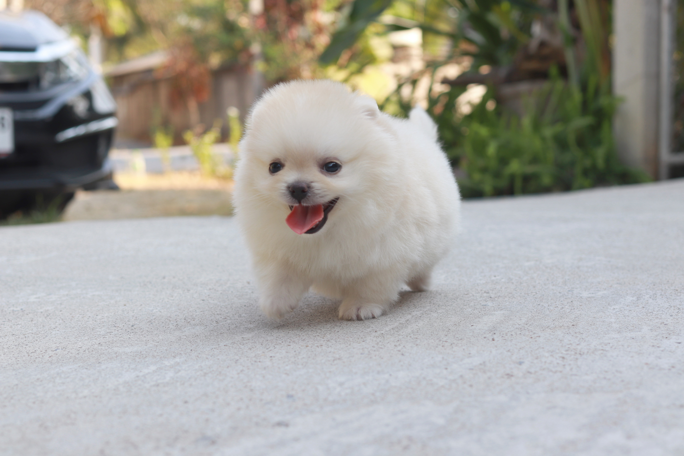 ปอมเมอเรเนียน เพศเมีย