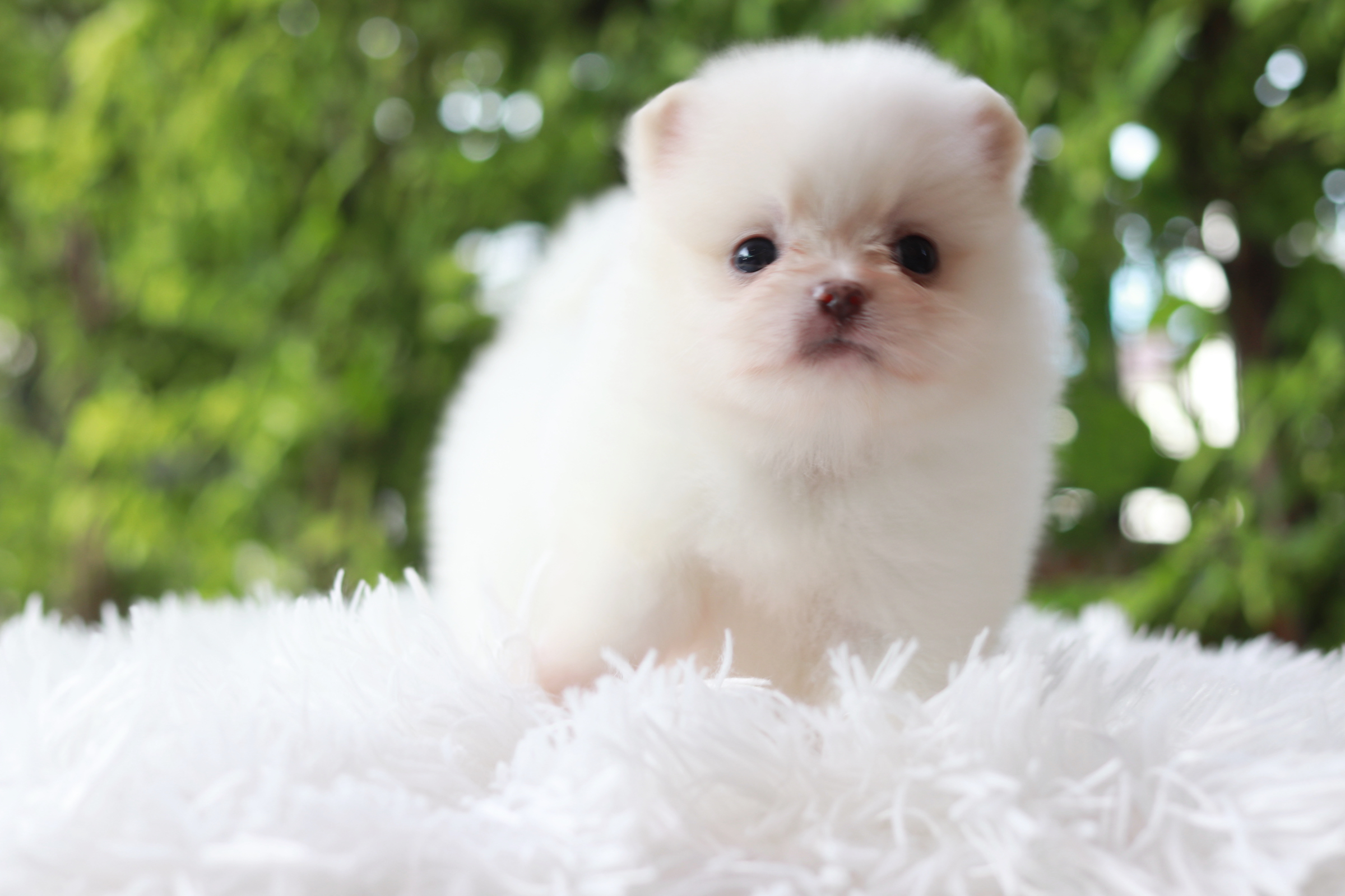 ปอมเมอเรเนียน เพศเมีย สีขาว