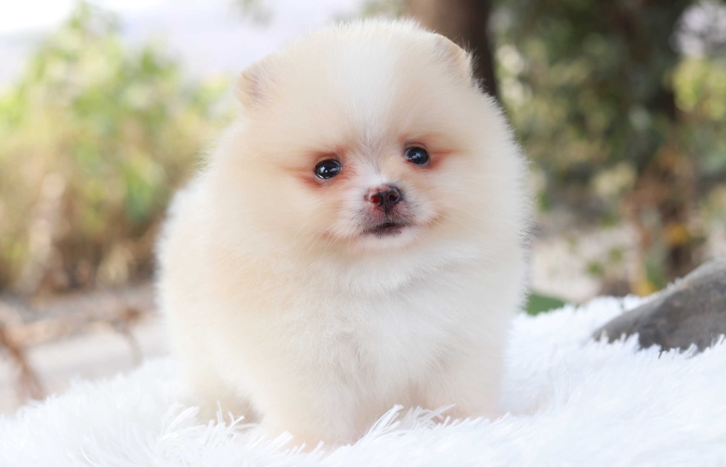 ปอมเมอเรเนียน เพศผู้