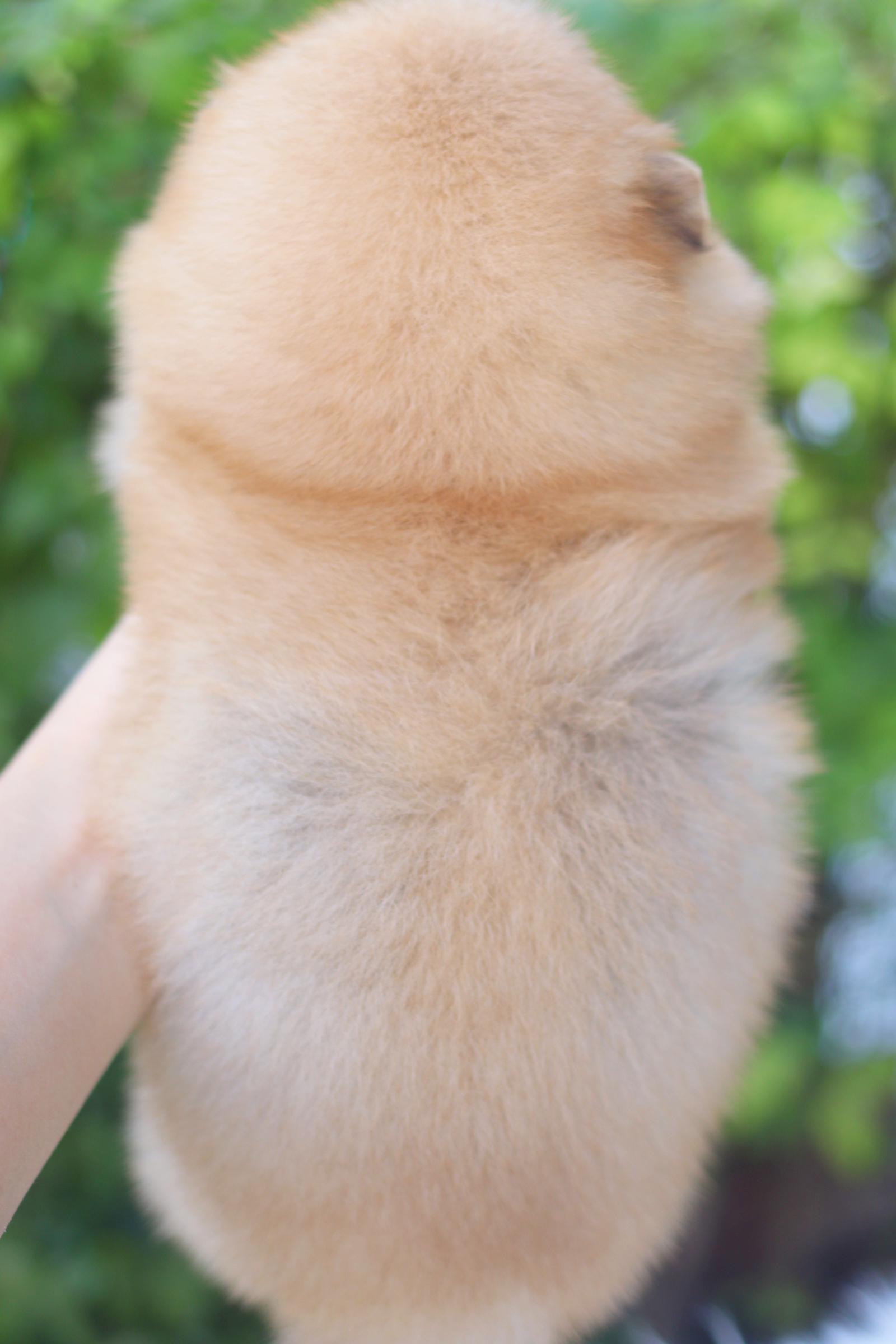 ปอมเมอเรเนียน เพศเมียสีส้ม ไซส์ปกติ