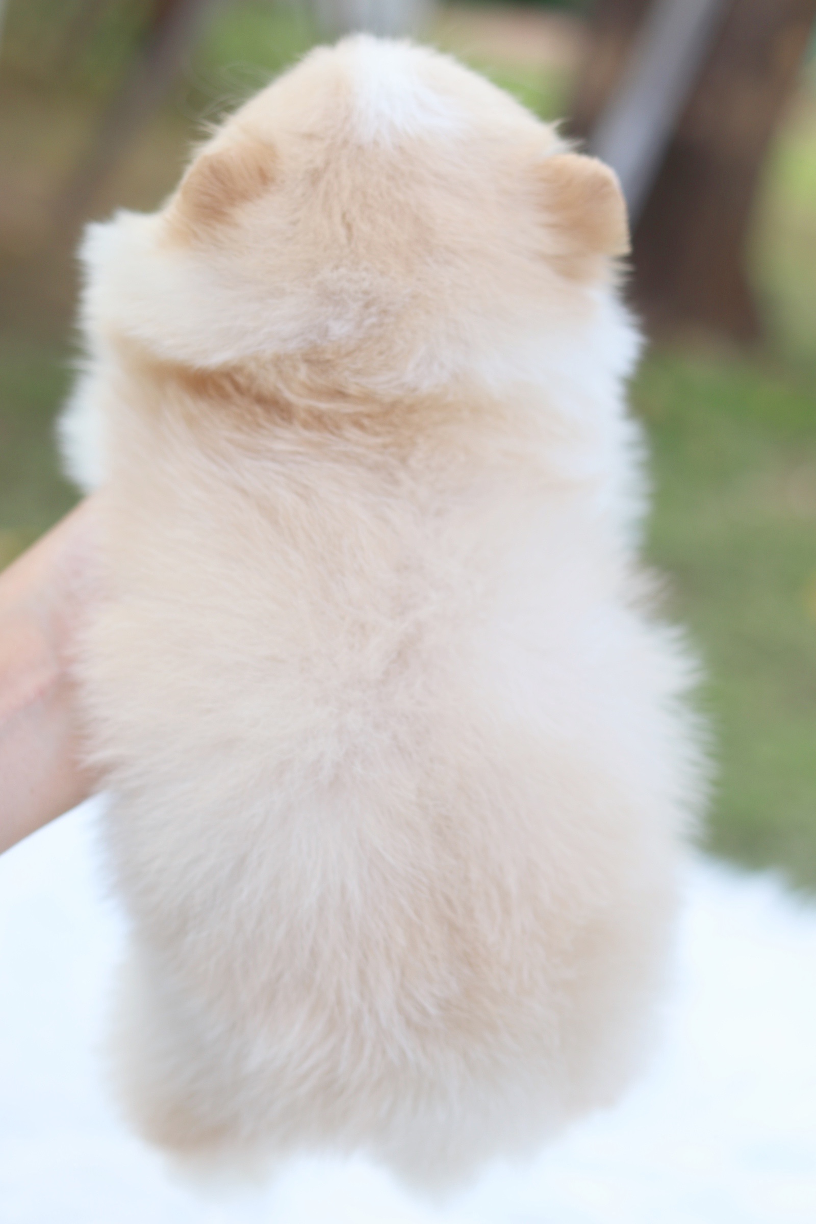 ปอมเมอเรเนียน เพศเมียสีครีม