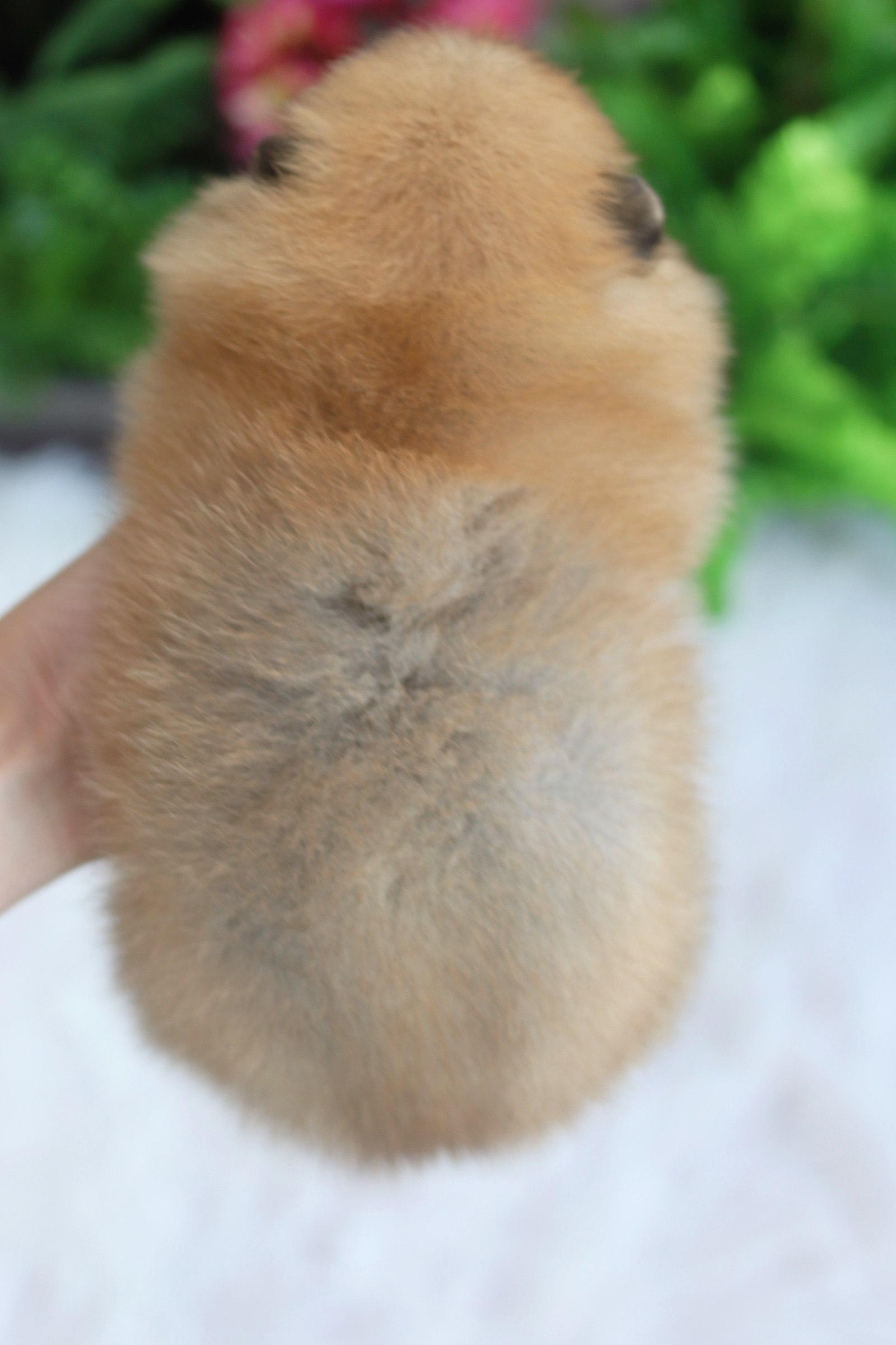 ปอมเมอเรเนียน เพศผู้สีส้ม