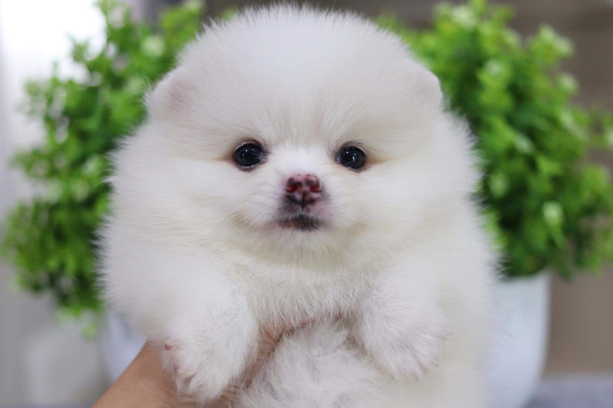 ปอมเมอเรเนียน เพศผู้