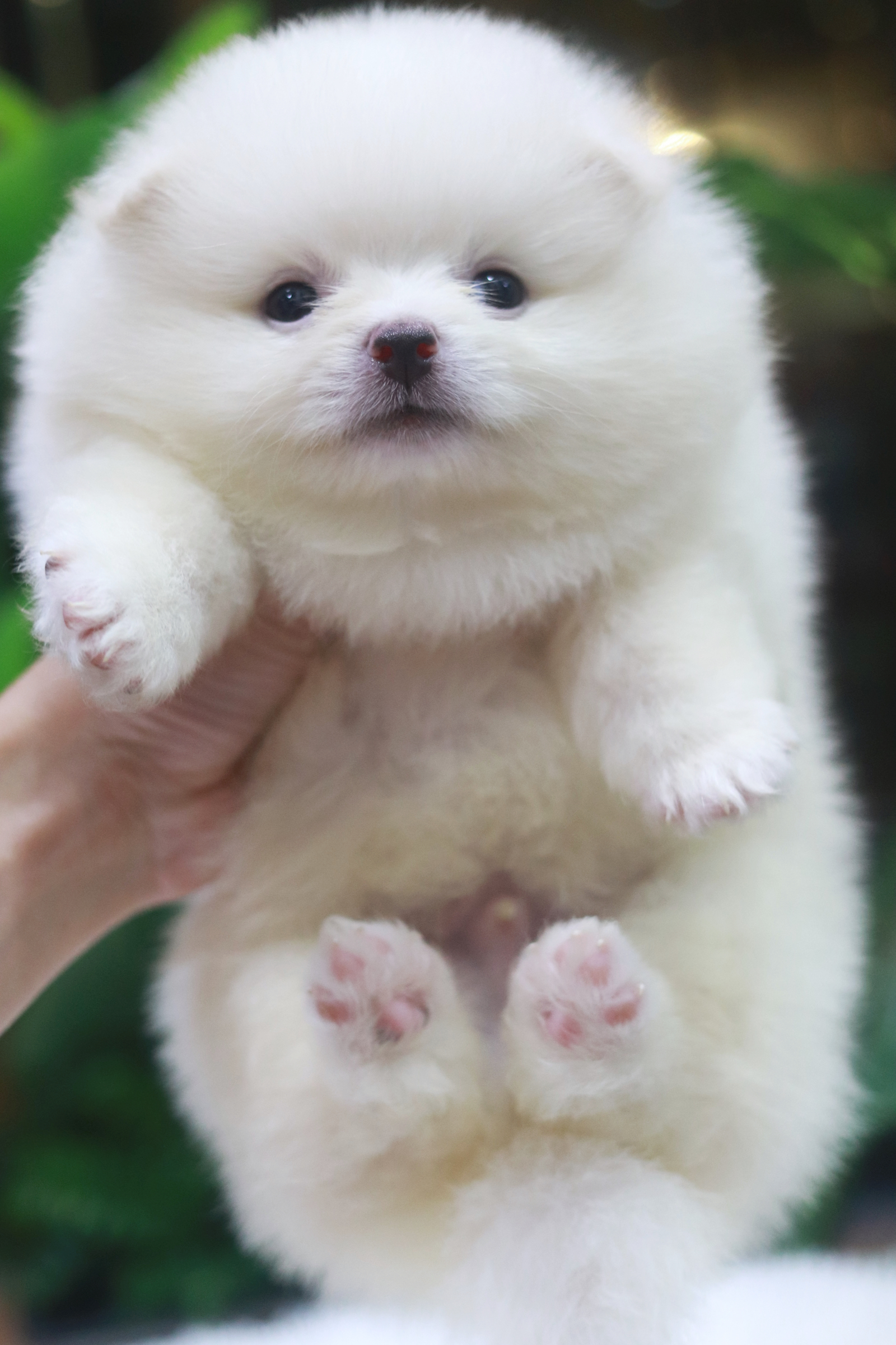 ปอมเมอเรเนียน เพศผู้ขาวครีม หน้าฟ็อก