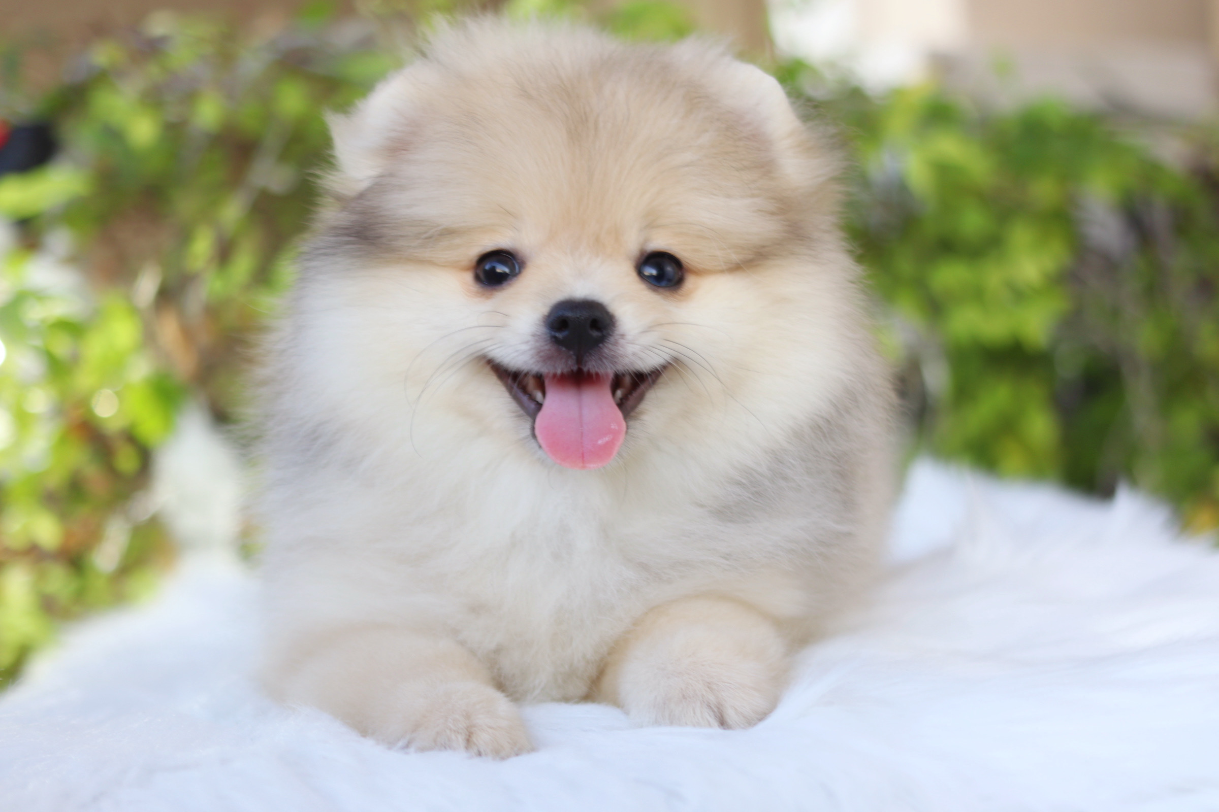 ปอมเมอเรเนียน เพศผู้ สีส้ม