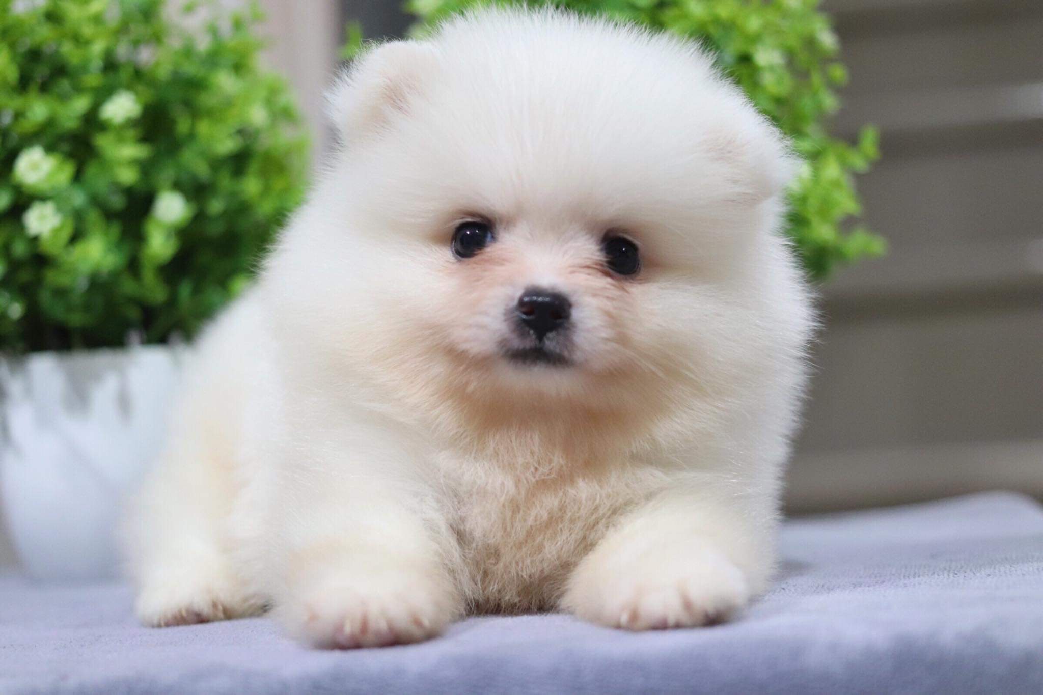 ปอมเมอเรเนียน เพศผู้