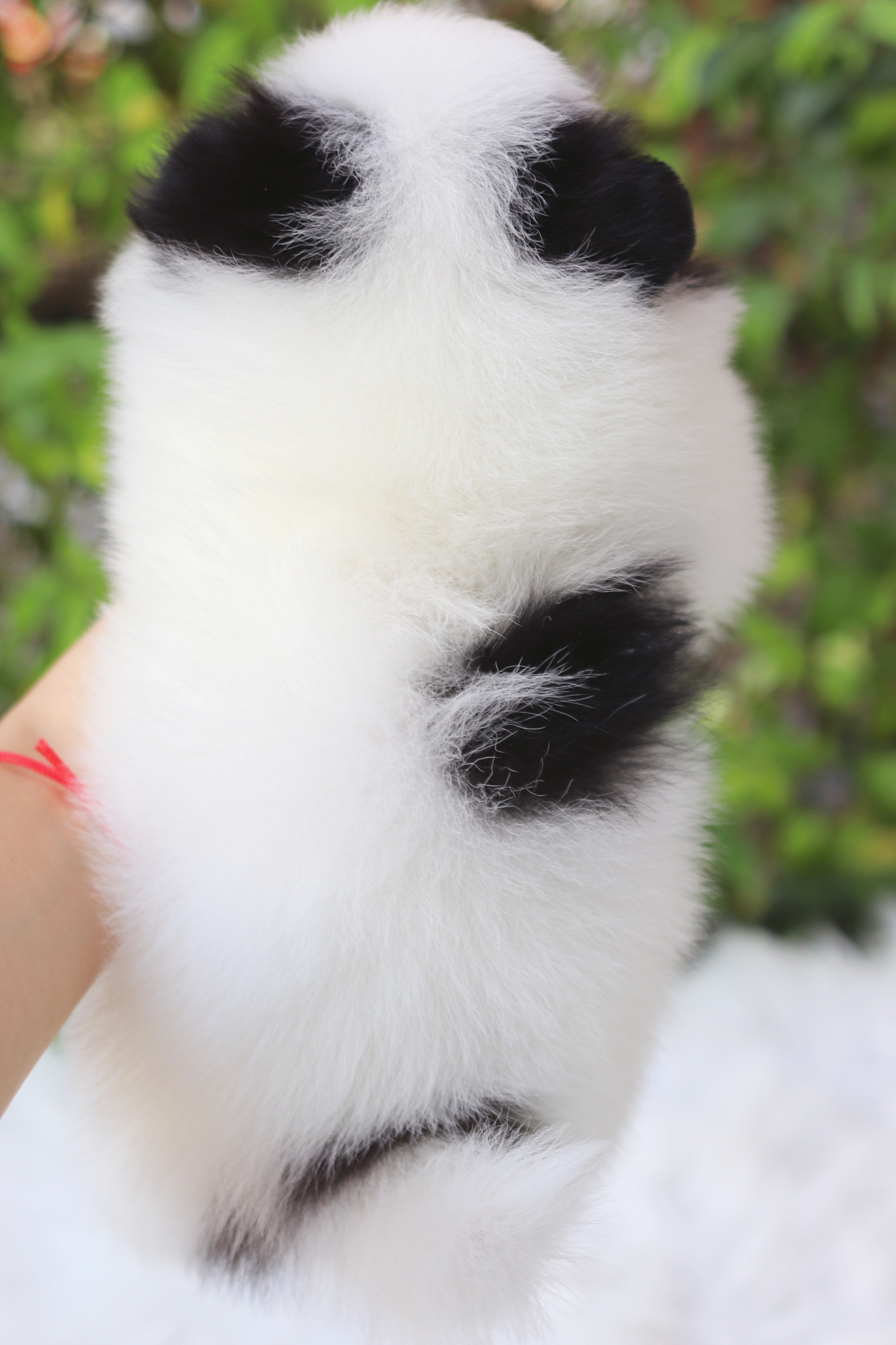 ปอมเมอเรเนียน เพศเมียสีแพนด้า